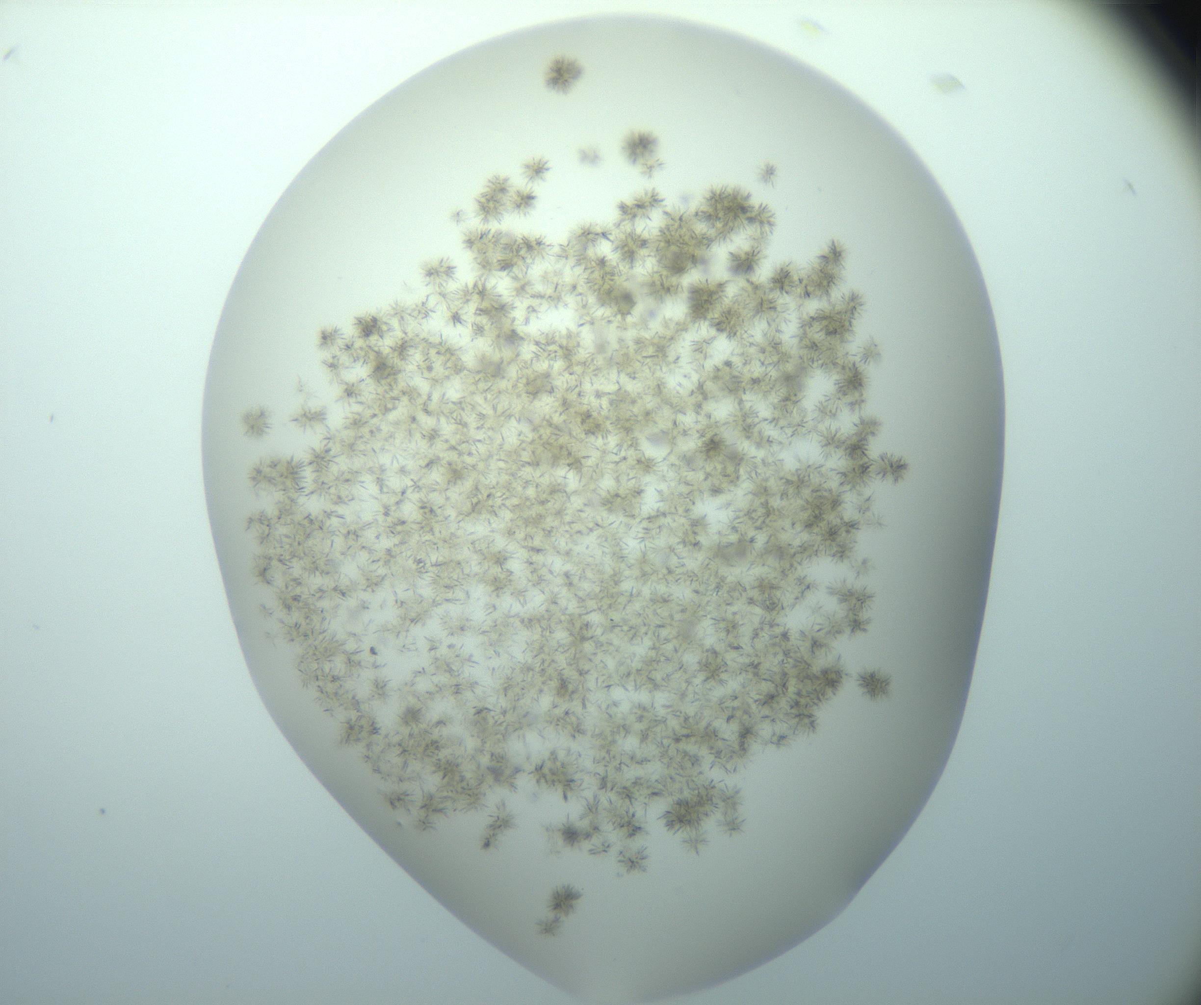 RI01_03_000_0212_Proj1_Clon1_MC_0000MC103193_007_170105_05_02_01_00_99_002_001_RAI.jpg