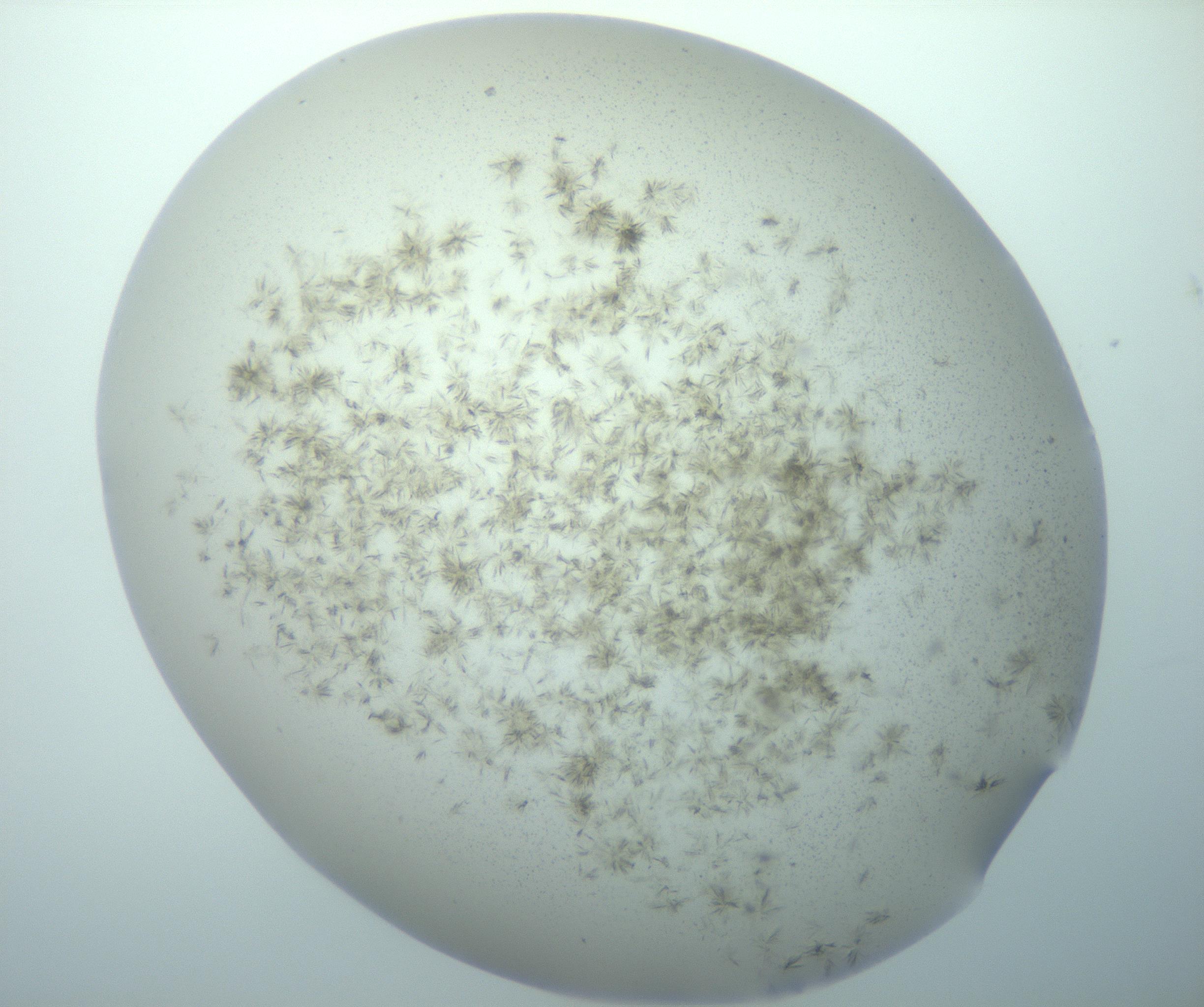 RI01_03_000_0212_Proj1_Clon1_MC_0000MC103193_007_170105_05_02_02_00_99_002_001_RAI.jpg
