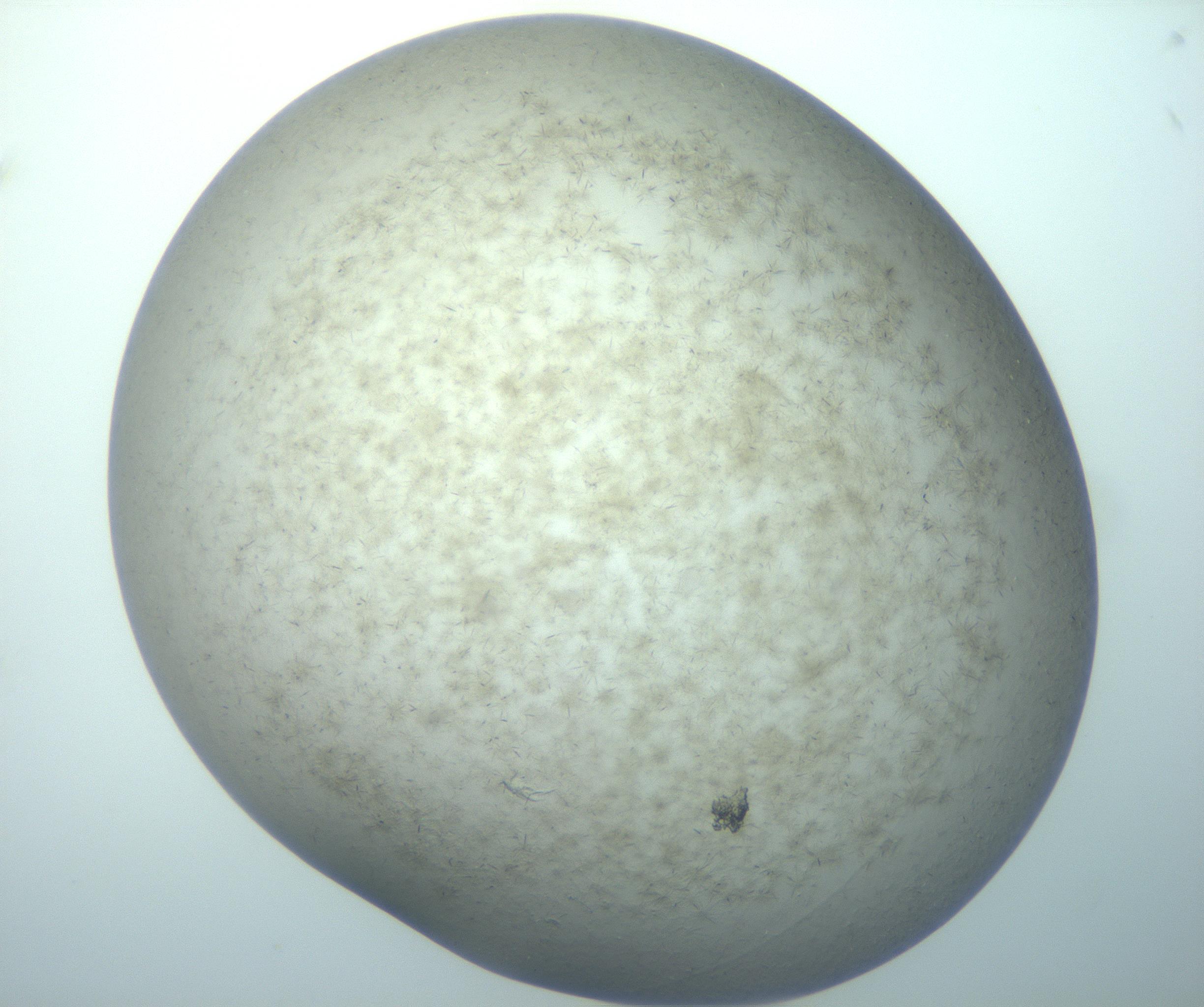 RI01_03_000_0212_Proj1_Clon1_MC_0000MC103193_007_170105_05_06_01_00_99_002_001_RAI.jpg