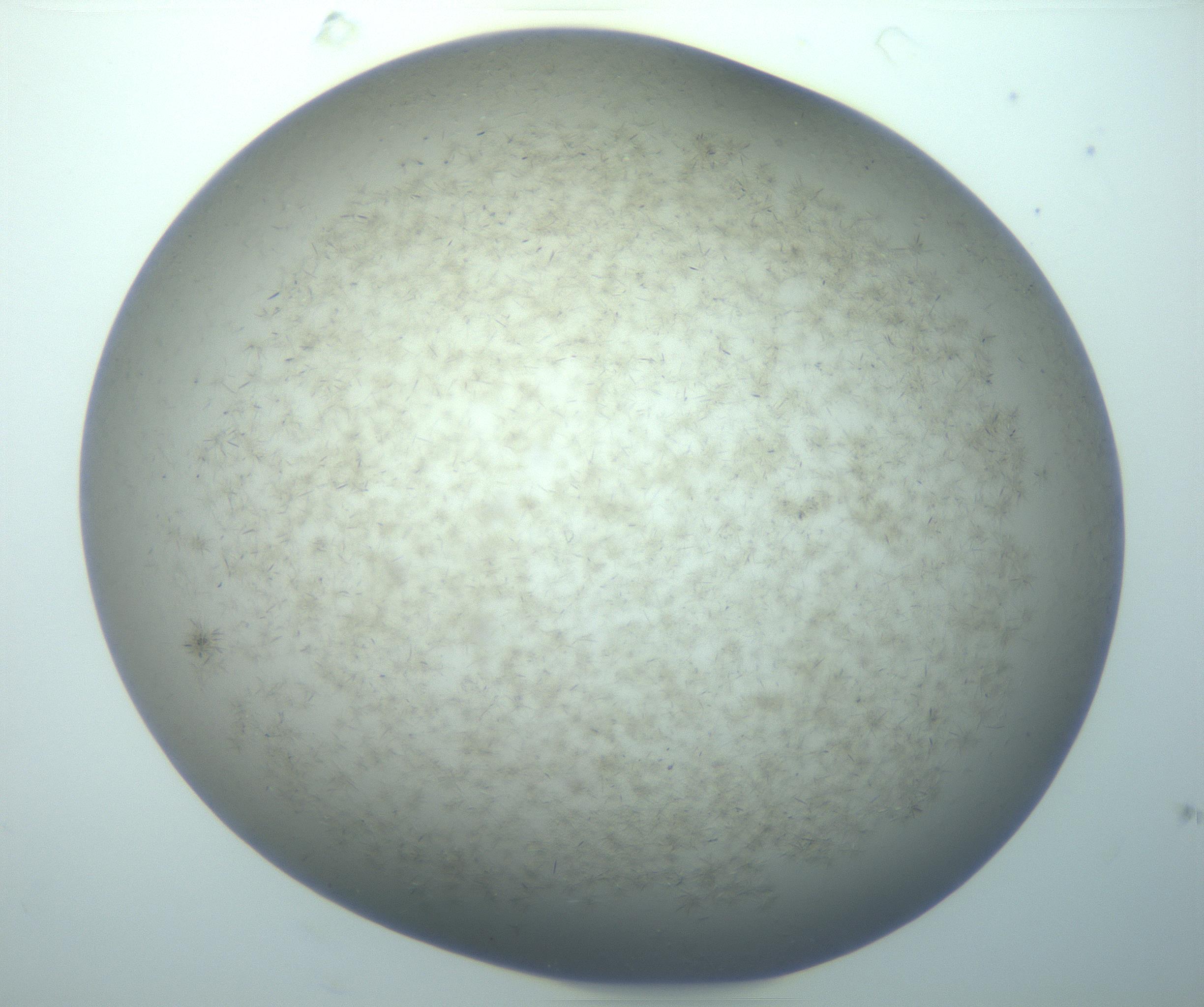 RI01_03_000_0212_Proj1_Clon1_MC_0000MC103193_007_170105_05_06_02_00_99_002_001_RAI.jpg
