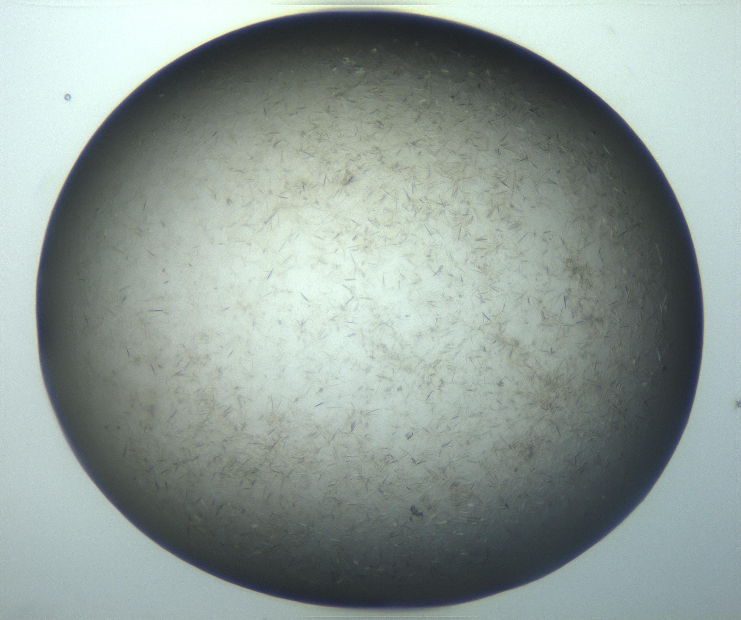 RI01_03_000_0212_Proj1_Clon1_MC_0000MC103193_007_170105_07_05_02_00_99_002_001_RAI.jpg