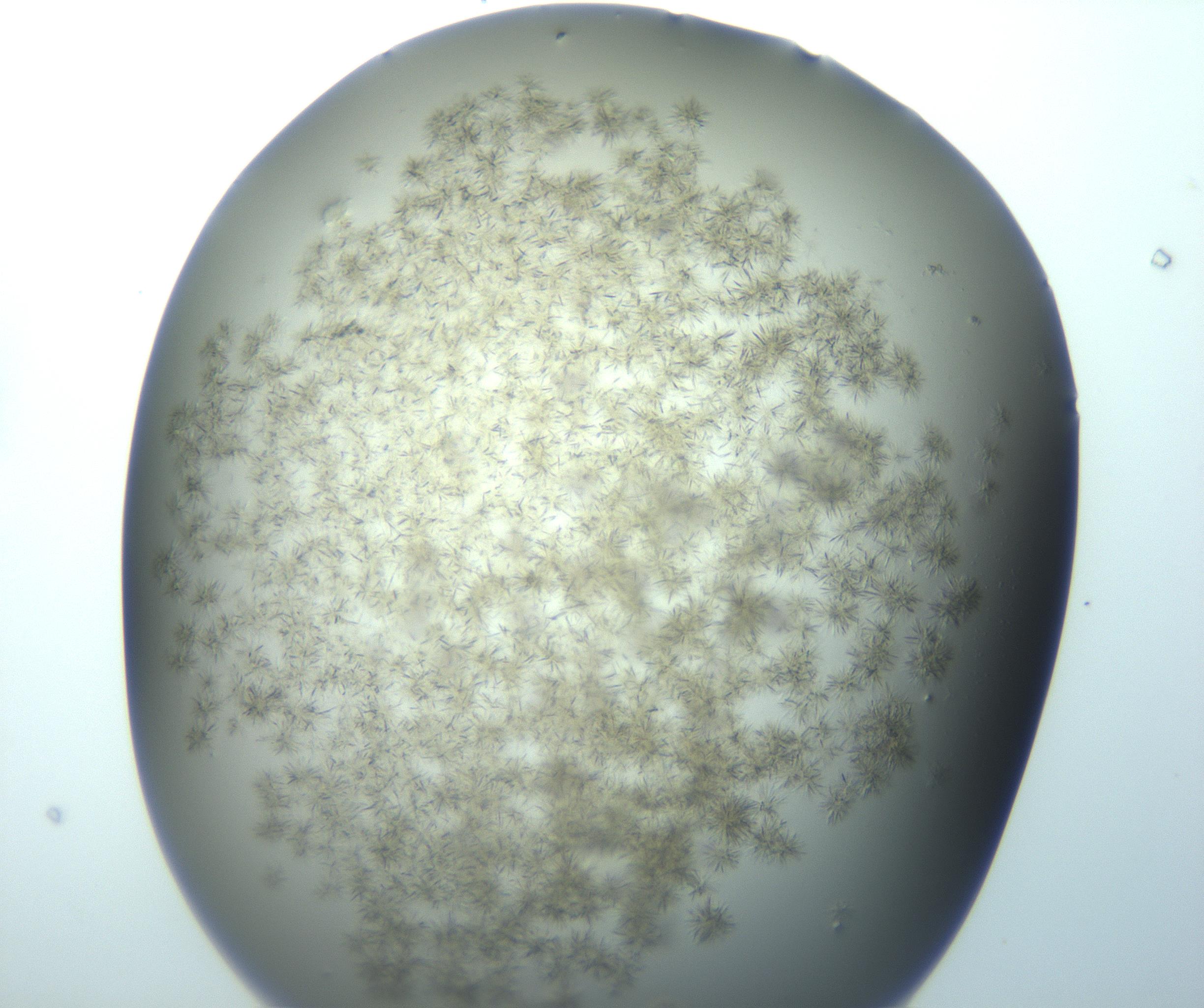 RI01_03_000_0212_Proj1_Clon1_MC_0000MC103193_007_170105_07_07_01_00_99_002_001_RAI.jpg