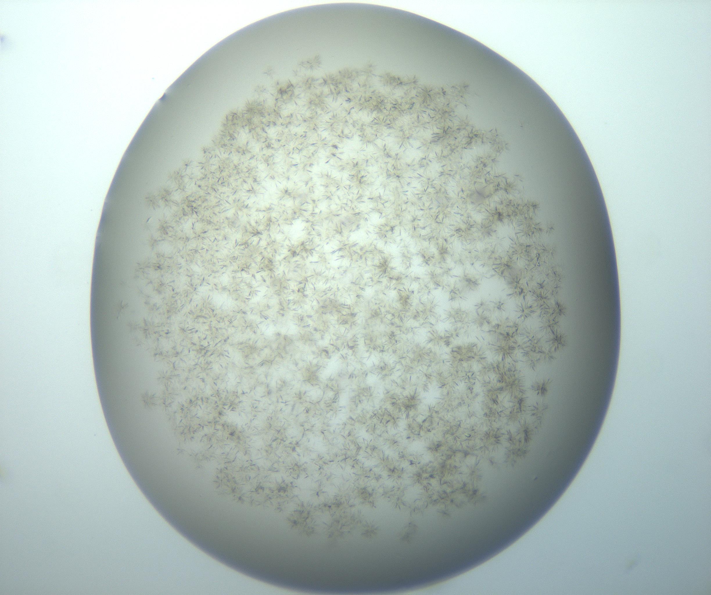 RI01_03_000_0212_Proj1_Clon1_MC_0000MC103193_007_170105_07_07_02_00_99_002_001_RAI.jpg