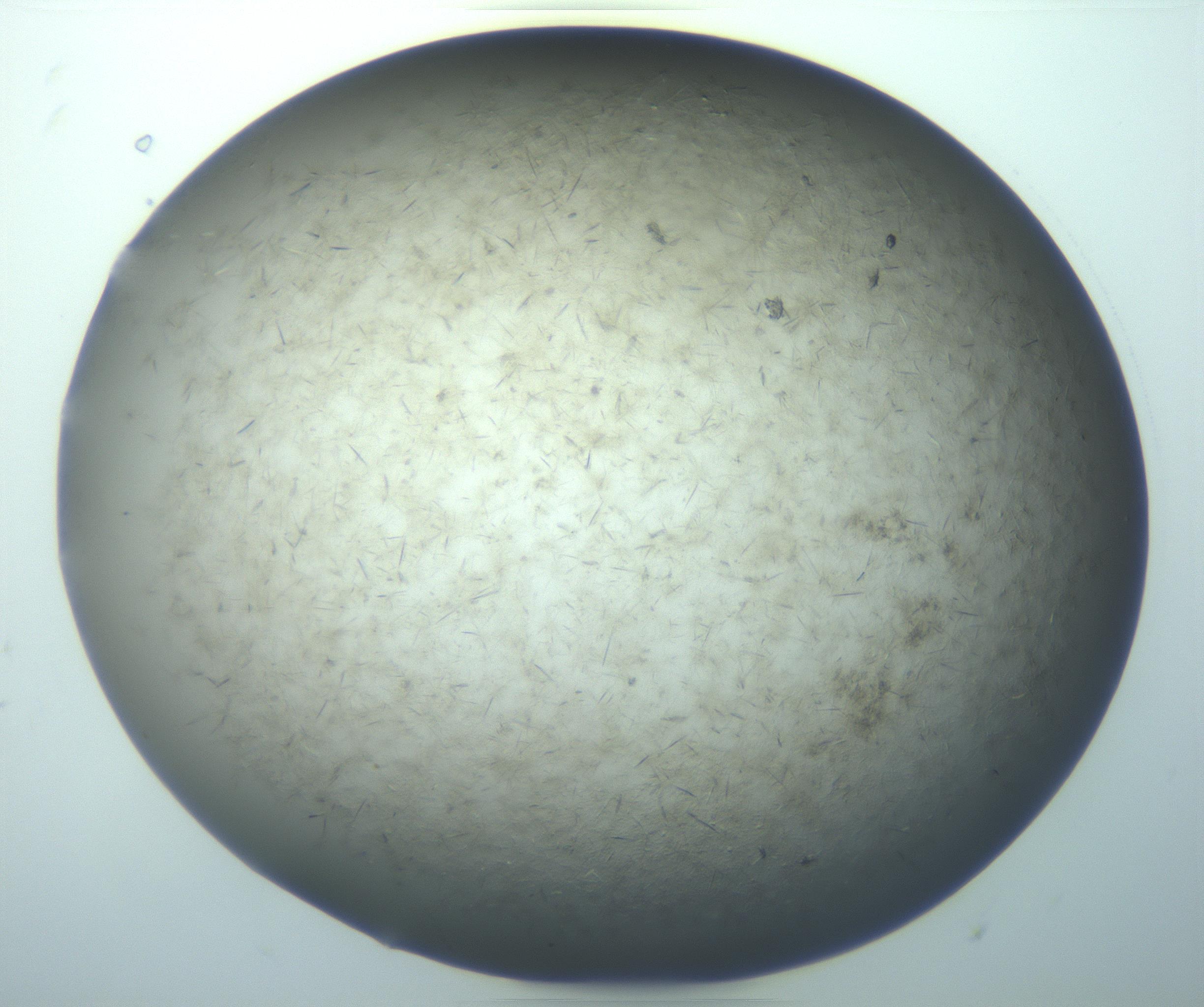 RI01_03_000_0212_Proj1_Clon1_MC_0000MC103193_007_170105_08_05_01_00_99_002_001_RAI.jpg
