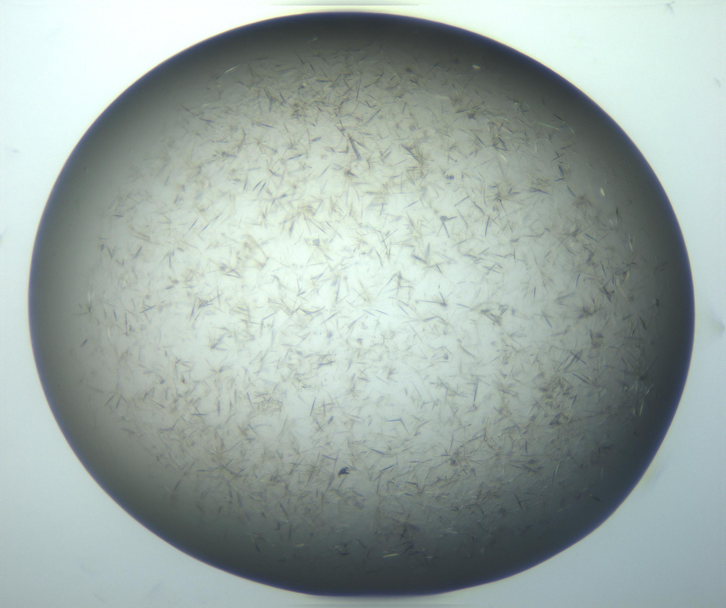 RI01_03_000_0212_Proj1_Clon1_MC_0000MC103193_007_170105_08_05_02_00_99_002_001_RAI.jpg