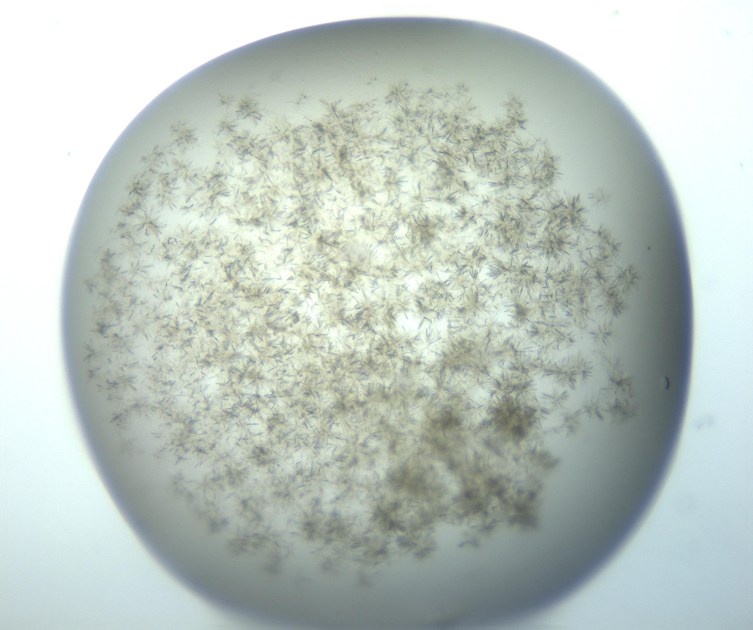 RI01_03_000_0212_Proj1_Clon1_MC_0000MC103193_007_170105_08_07_01_00_99_002_001_RAI.jpg