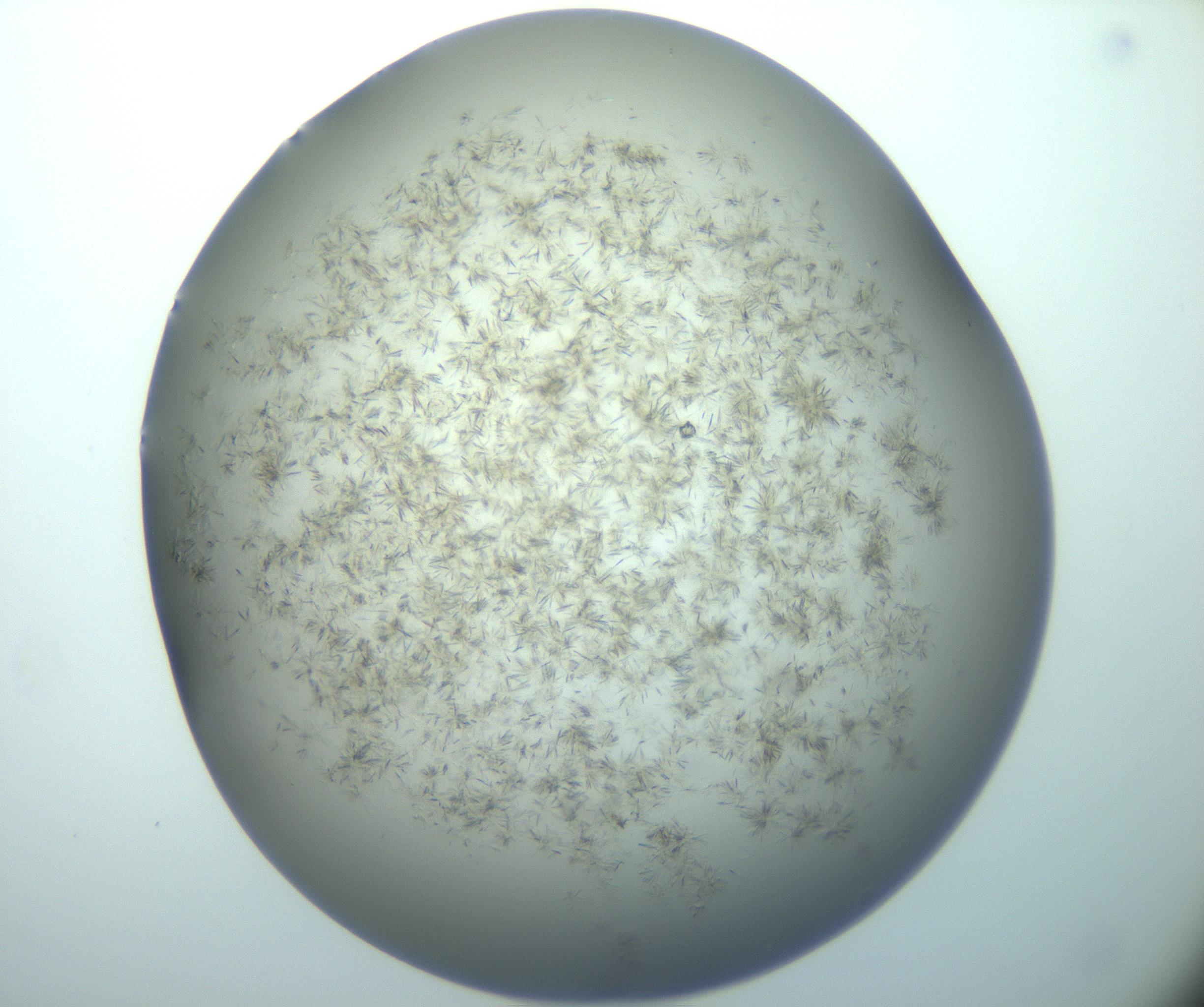 RI01_03_000_0212_Proj1_Clon1_MC_0000MC103193_007_170105_08_07_02_00_99_002_001_RAI.jpg