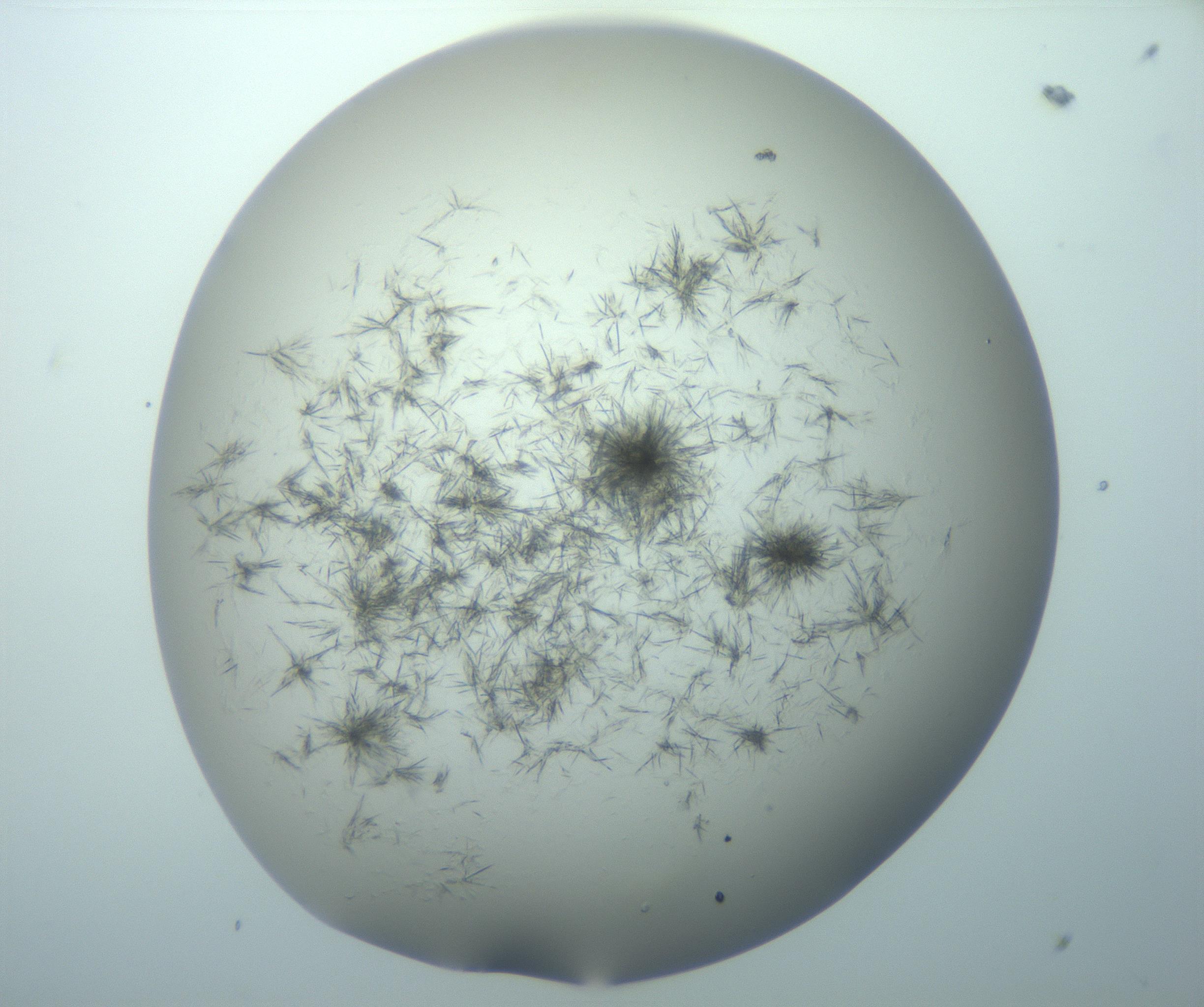 RI01_03_000_0212_Proj1_Clon1_MC_0000MC103193_007_170105_09_06_01_00_99_002_001_RAI.jpg