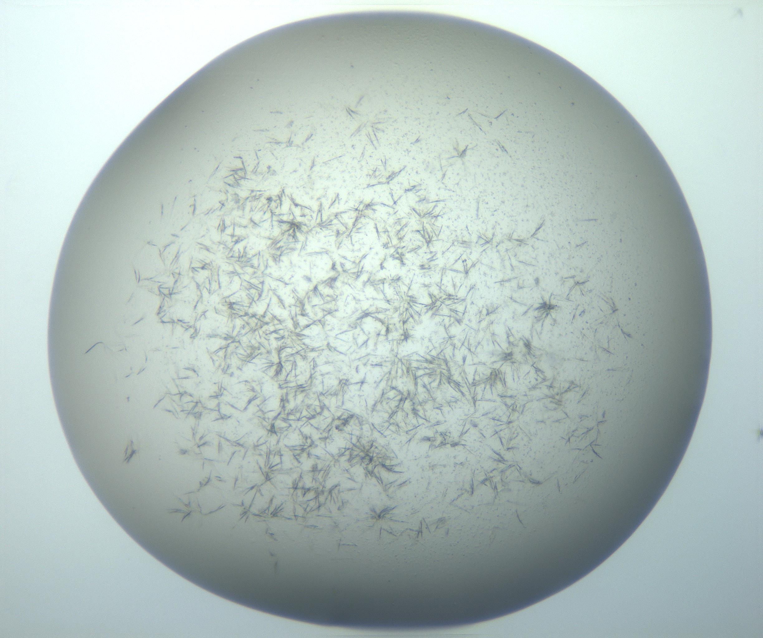 RI01_03_000_0212_Proj1_Clon1_MC_0000MC103193_007_170105_09_06_02_00_99_002_001_RAI.jpg