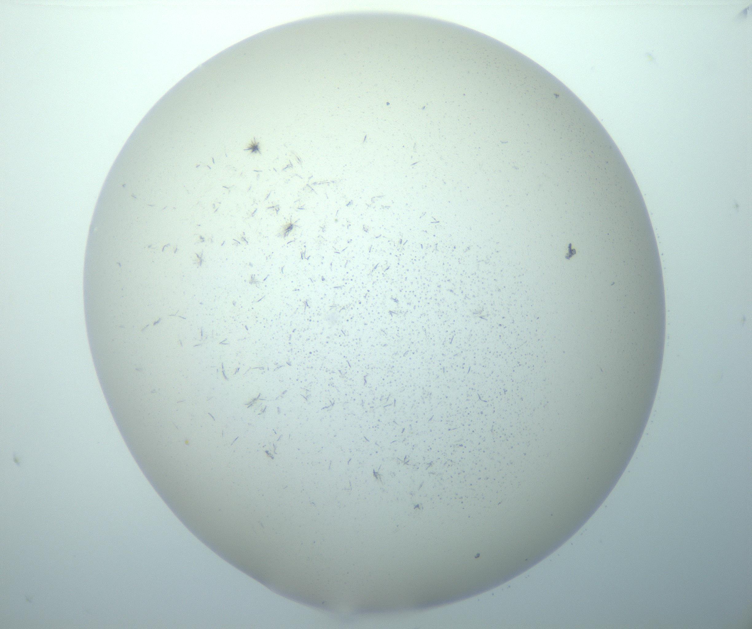 RI01_03_000_0212_Proj1_Clon1_MC_0000MC103193_007_170105_10_02_01_00_99_002_001_RAI.jpg