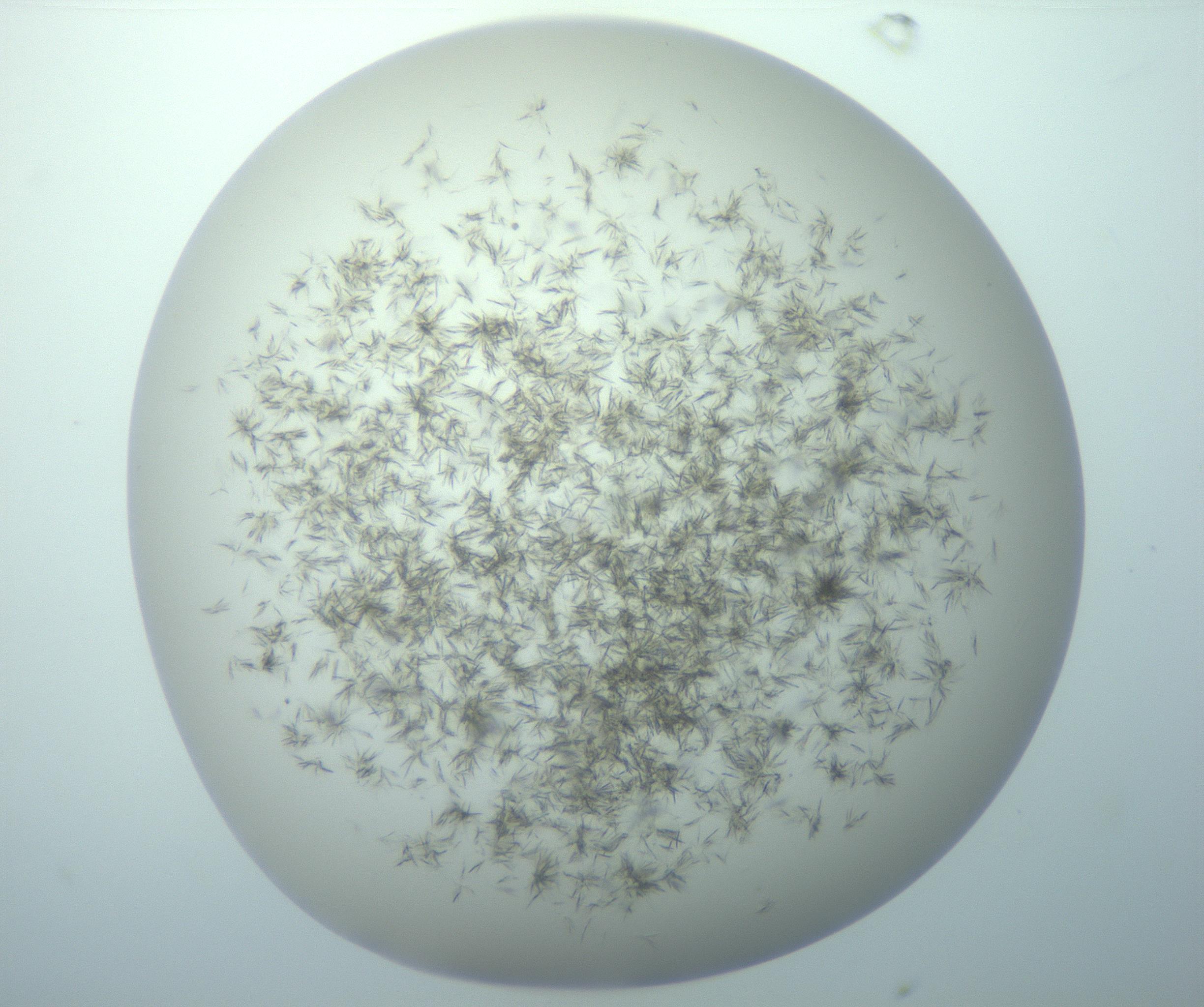 RI01_03_000_0212_Proj1_Clon1_MC_0000MC103193_007_170105_10_06_01_00_99_002_001_RAI.jpg