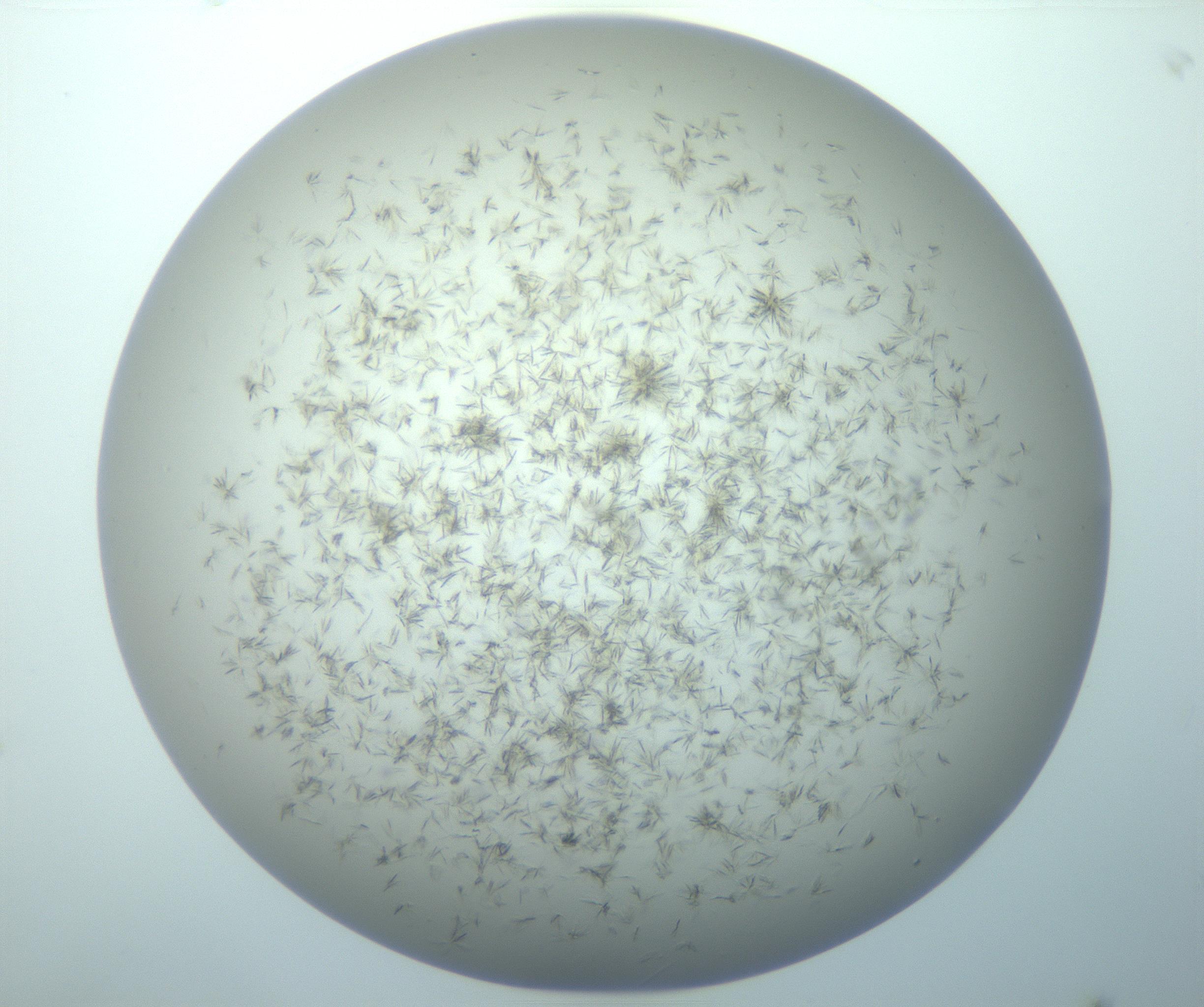 RI01_03_000_0212_Proj1_Clon1_MC_0000MC103193_007_170105_10_06_02_00_99_002_001_RAI.jpg