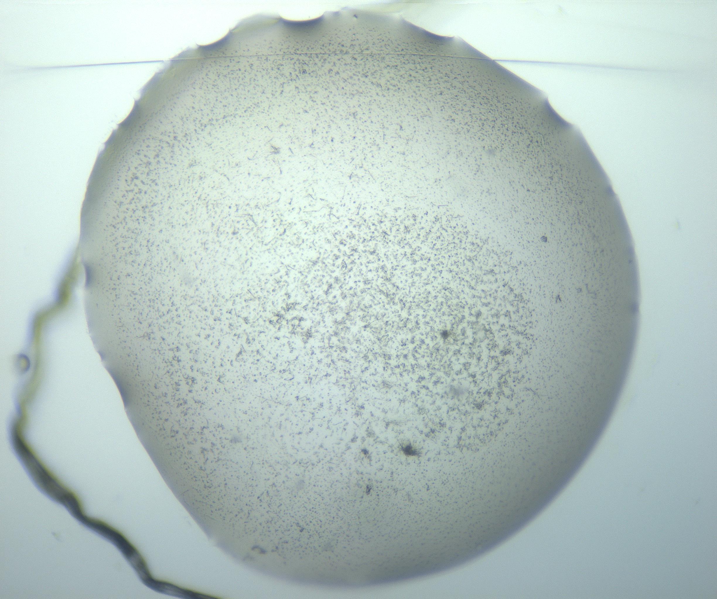 RI01_03_000_0212_Proj1_Clon1_MC_0000MC103193_007_170105_11_01_01_00_99_002_001_RAI.jpg