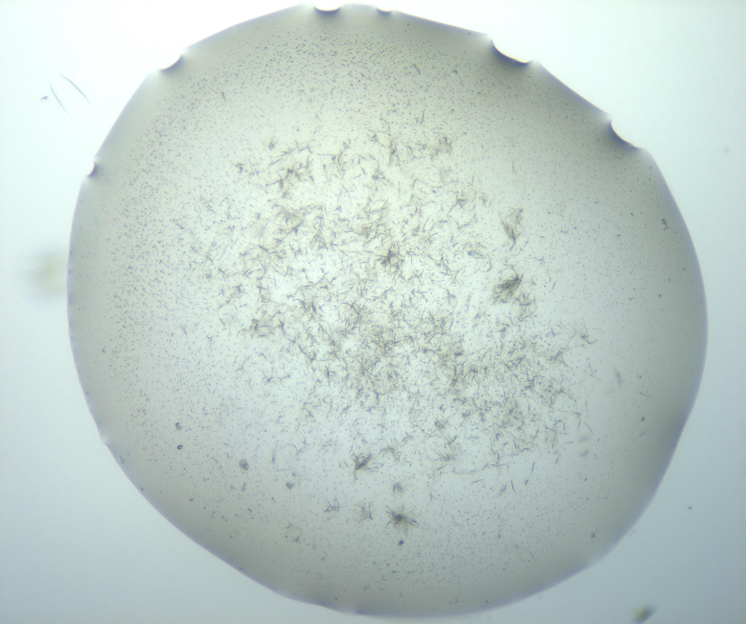 RI01_03_000_0212_Proj1_Clon1_MC_0000MC103193_007_170105_11_01_02_00_99_002_001_RAI.jpg