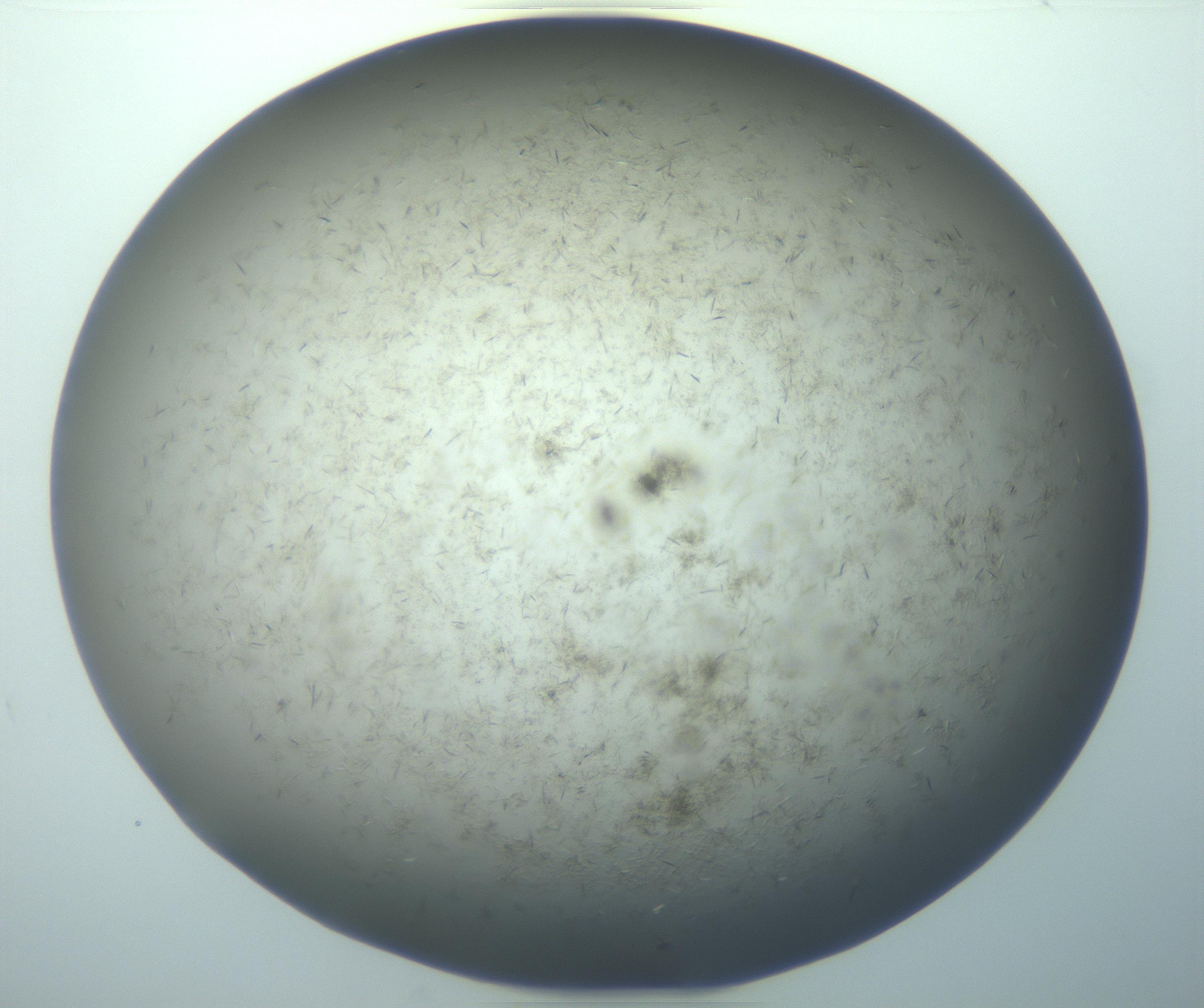 RI01_03_000_0212_Proj1_Clon1_MC_0000MC103193_007_170105_11_05_01_00_99_002_001_RAI.jpg