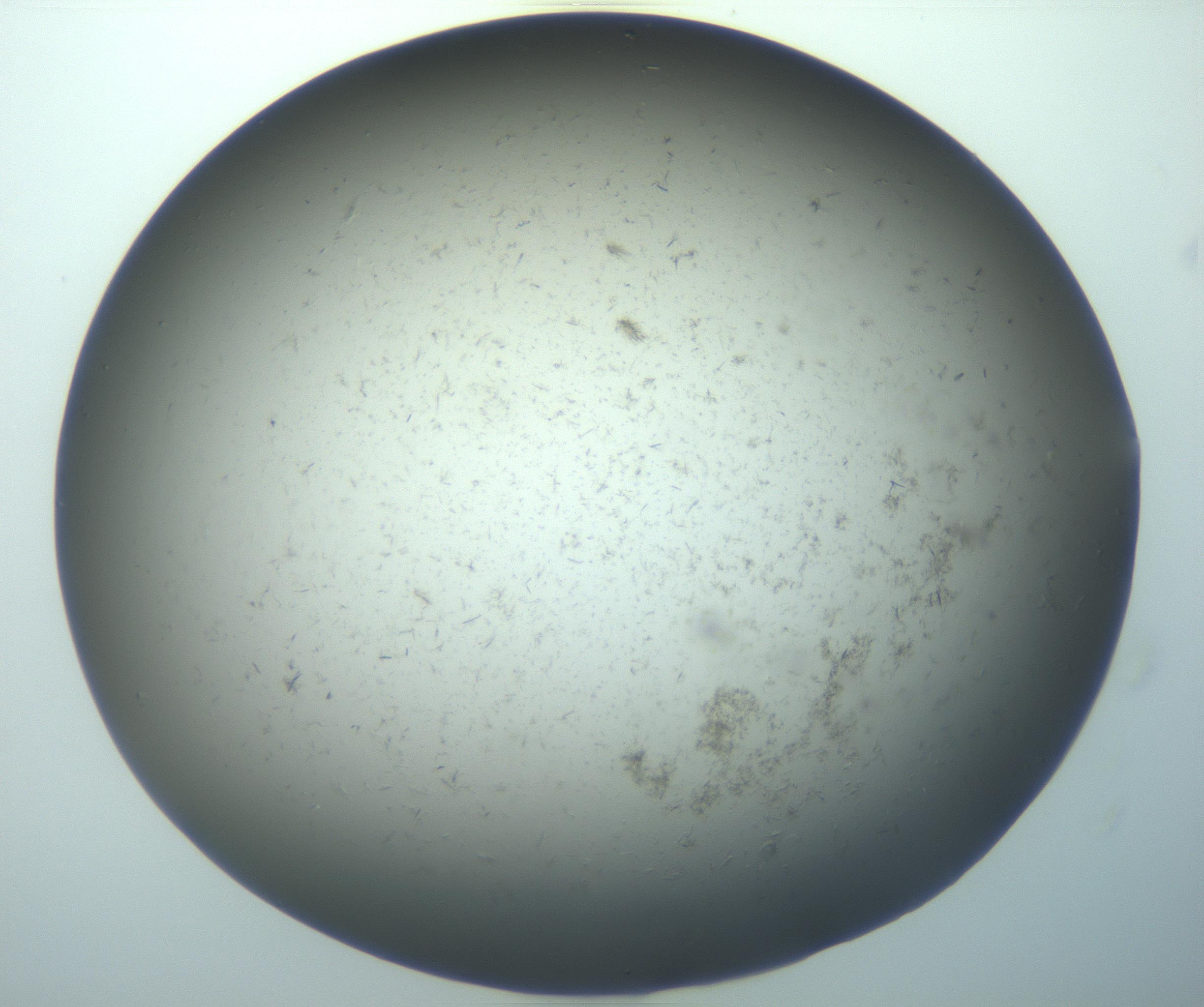 RI01_03_000_0212_Proj1_Clon1_MC_0000MC103193_007_170105_11_05_02_00_99_002_001_RAI.jpg