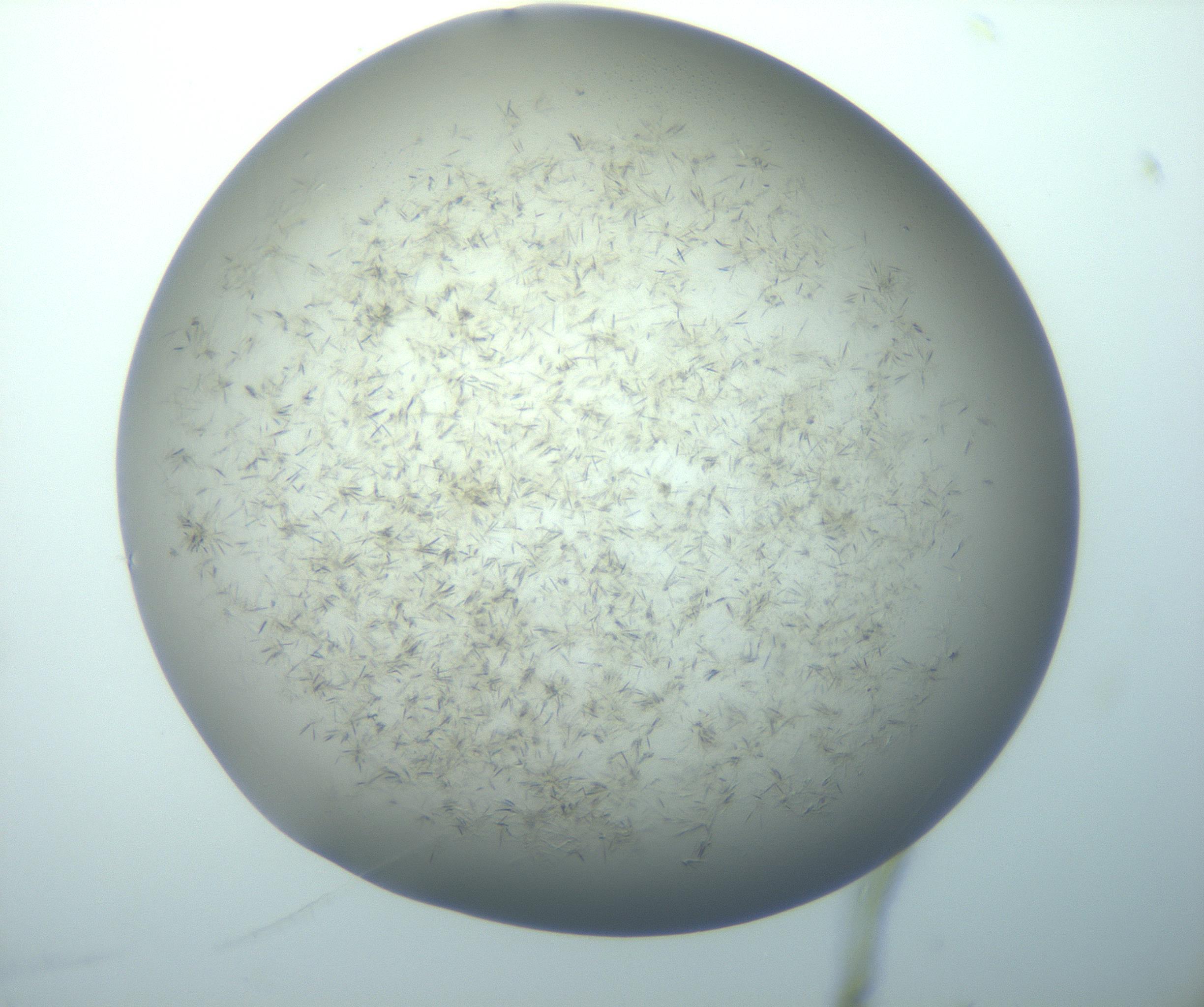 RI01_03_000_0212_Proj1_Clon1_MC_0000MC103193_007_170105_11_06_01_00_99_002_001_RAI.jpg