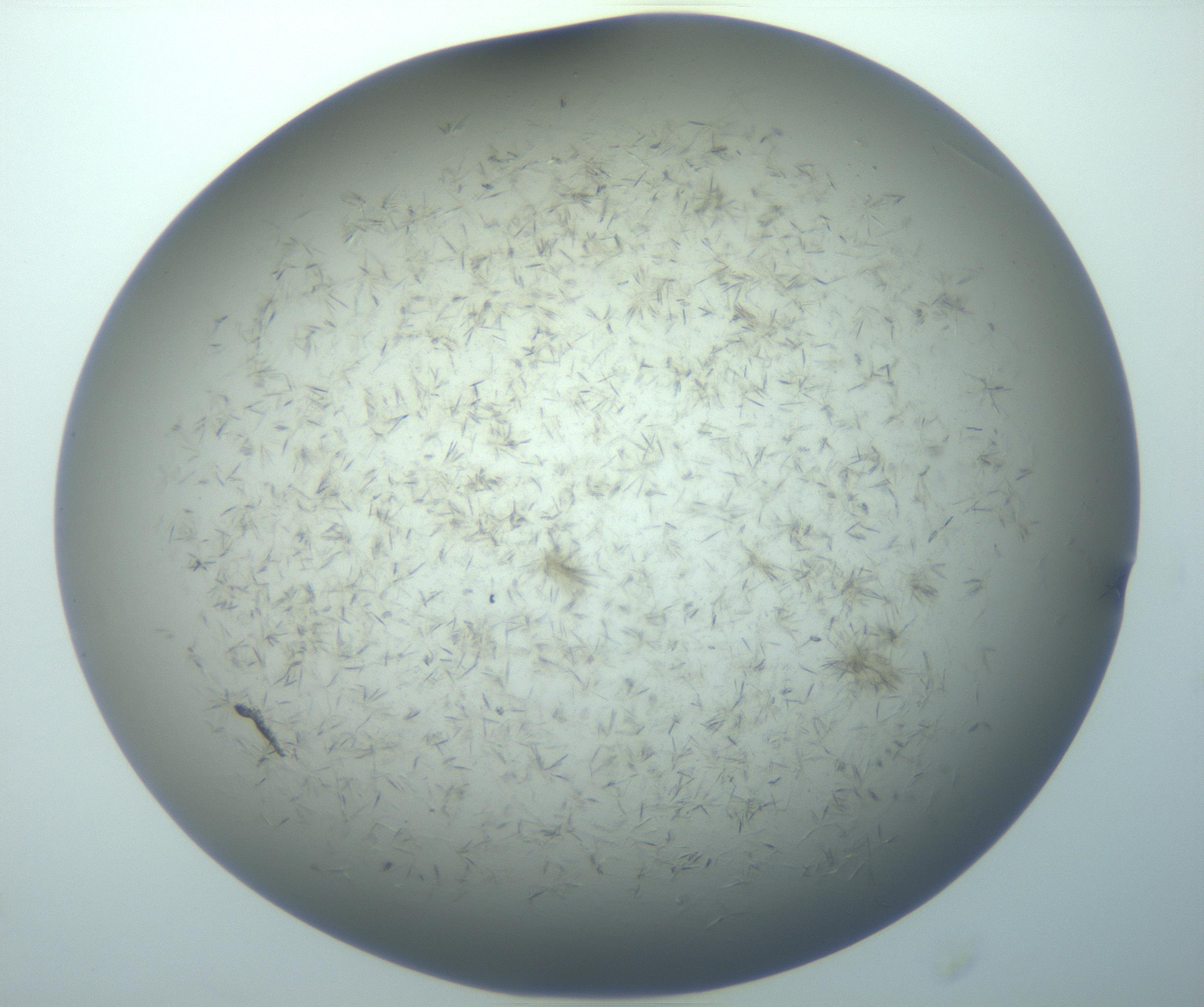 RI01_03_000_0212_Proj1_Clon1_MC_0000MC103193_007_170105_11_06_02_00_99_002_001_RAI.jpg