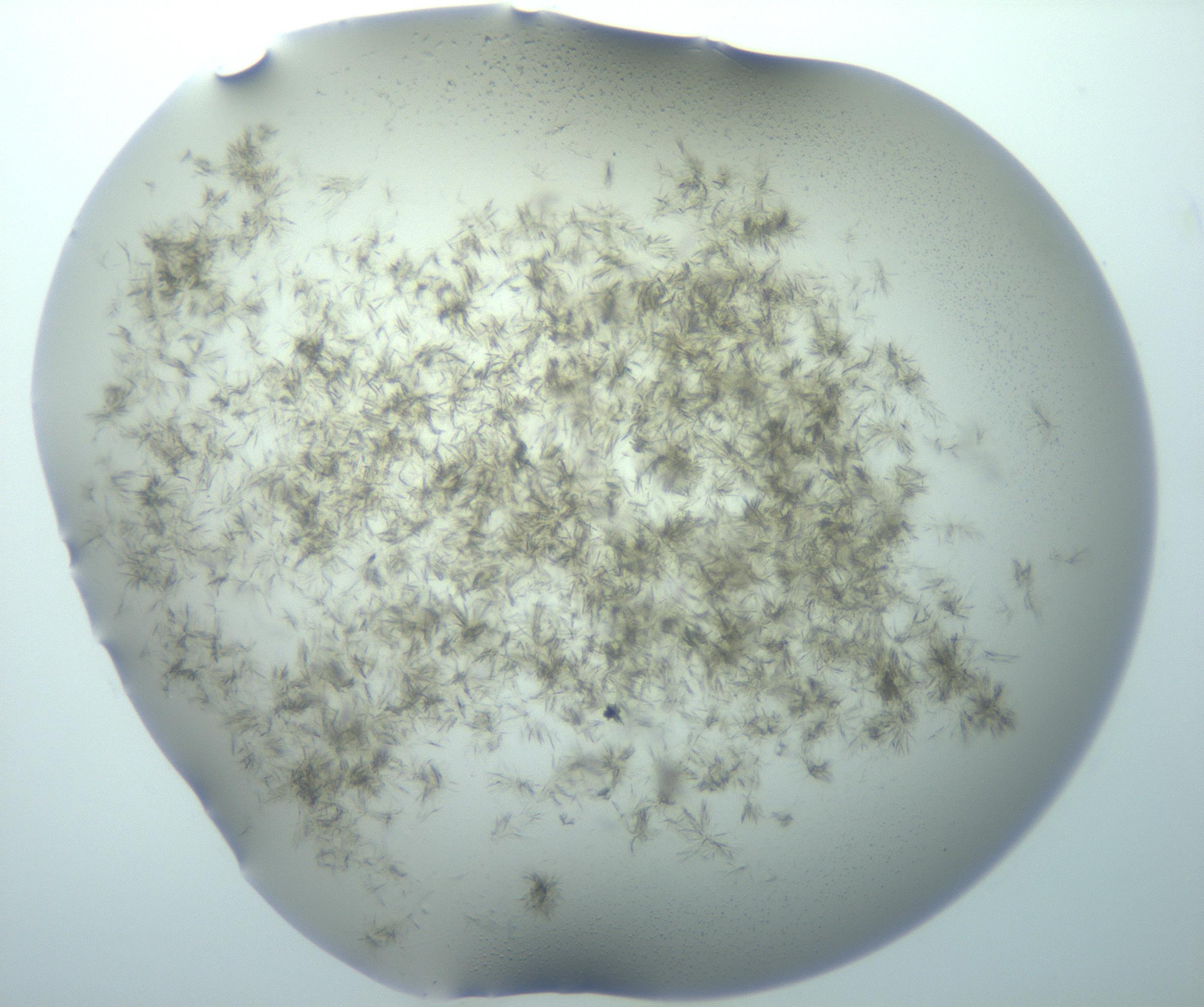 RI01_03_000_0212_Proj1_Clon1_MC_0000MC103193_007_170105_12_01_01_00_99_002_001_RAI.jpg