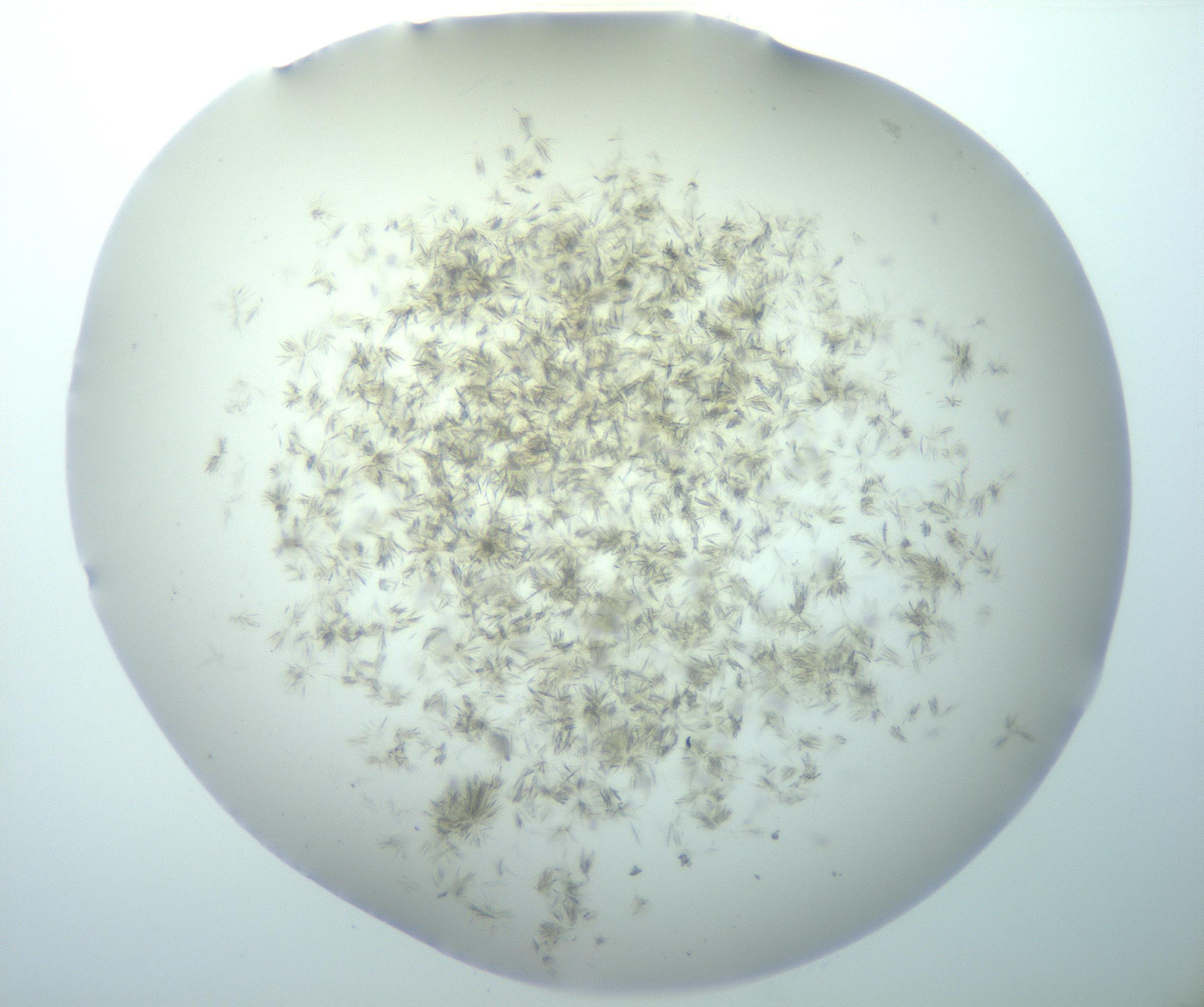 RI01_03_000_0212_Proj1_Clon1_MC_0000MC103193_007_170105_12_01_02_00_99_002_001_RAI.jpg