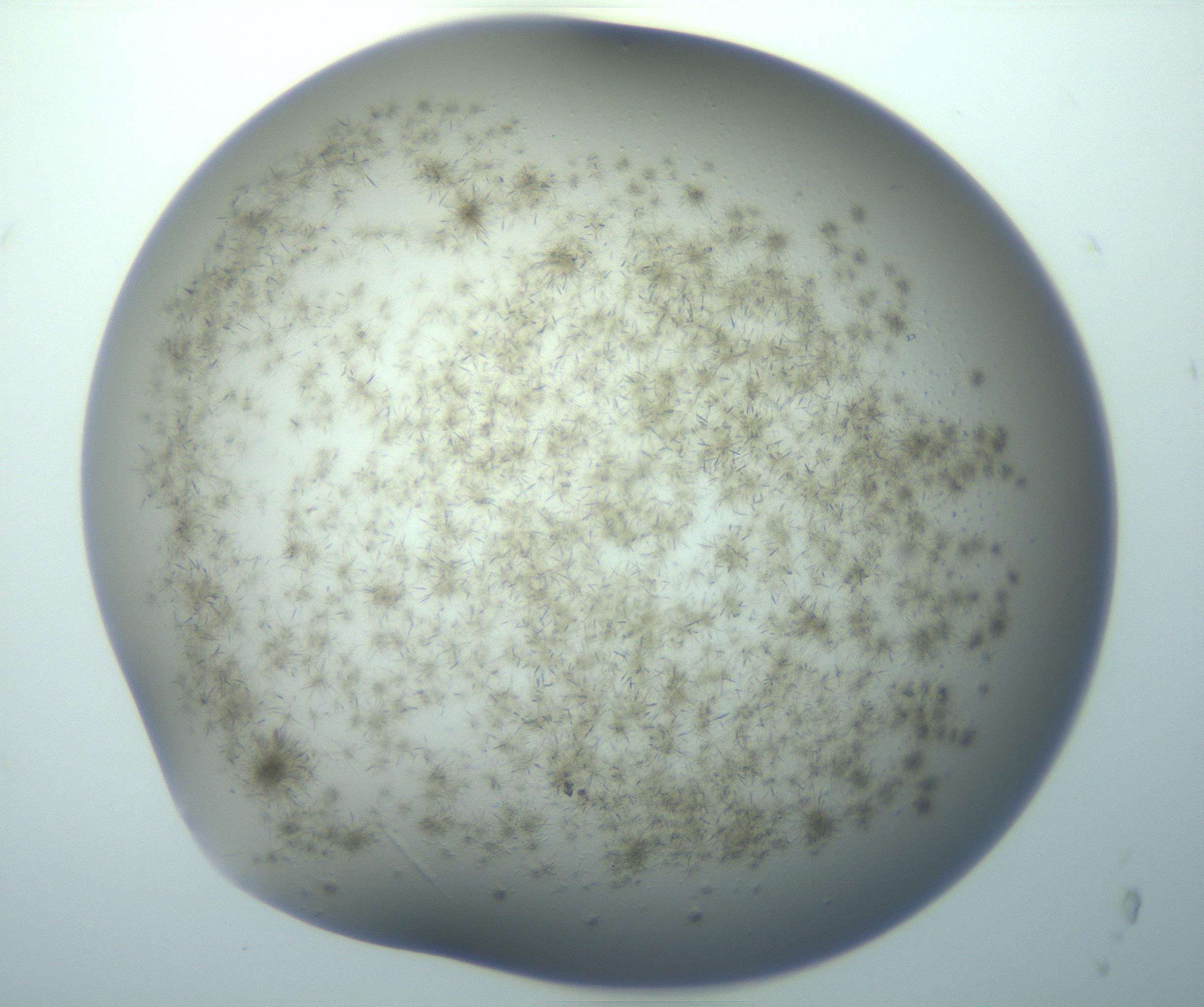 RI01_03_000_0212_Proj1_Clon1_MC_0000MC103193_007_170105_12_06_01_00_99_002_001_RAI.jpg