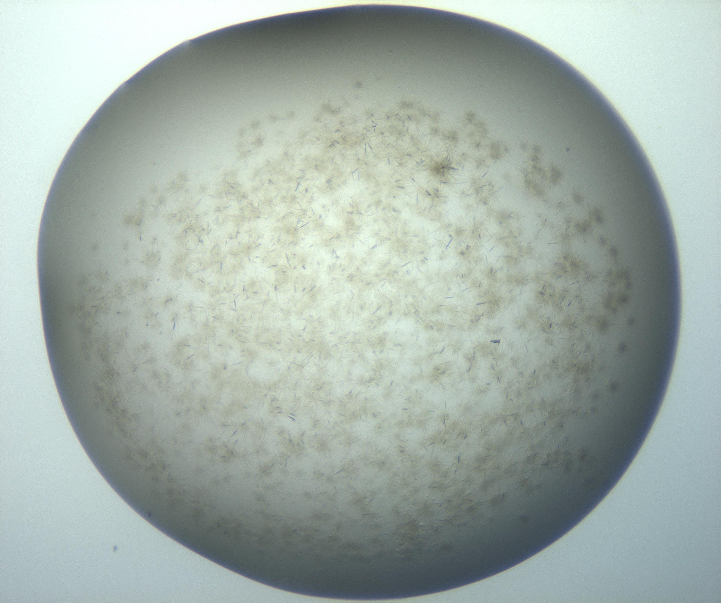 RI01_03_000_0212_Proj1_Clon1_MC_0000MC103193_007_170105_12_06_02_00_99_002_001_RAI.jpg