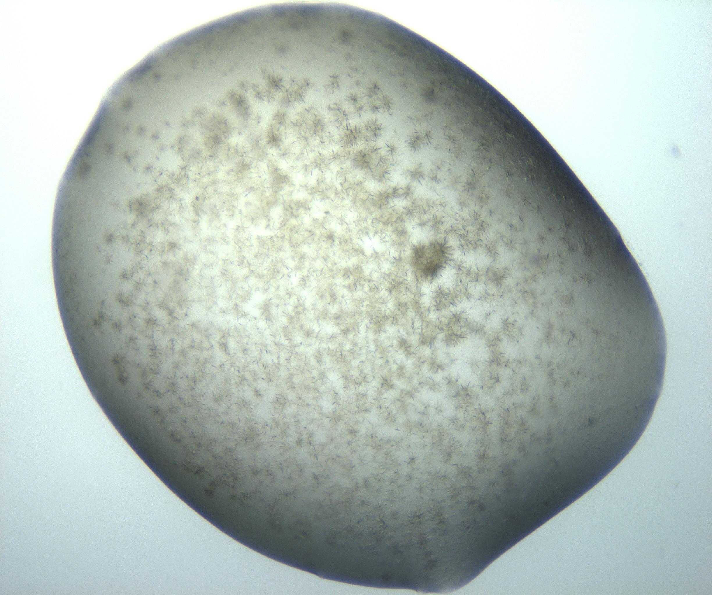 RI01_03_000_0212_Proj1_Clon1_MC_0000MC103194_007_170105_01_05_01_00_99_002_001_RAI.jpg