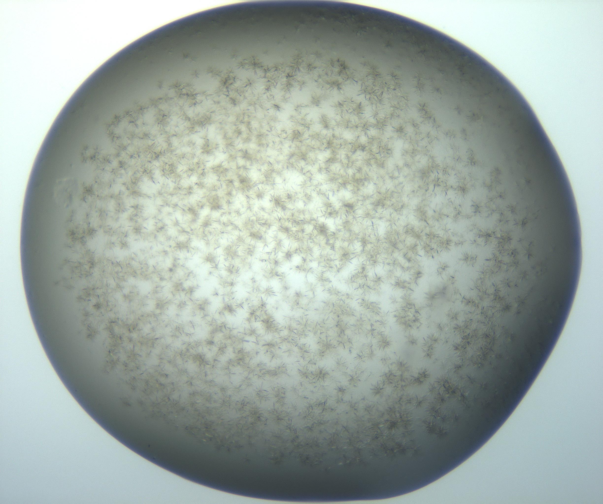 RI01_03_000_0212_Proj1_Clon1_MC_0000MC103194_007_170105_01_05_02_00_99_002_001_RAI.jpg