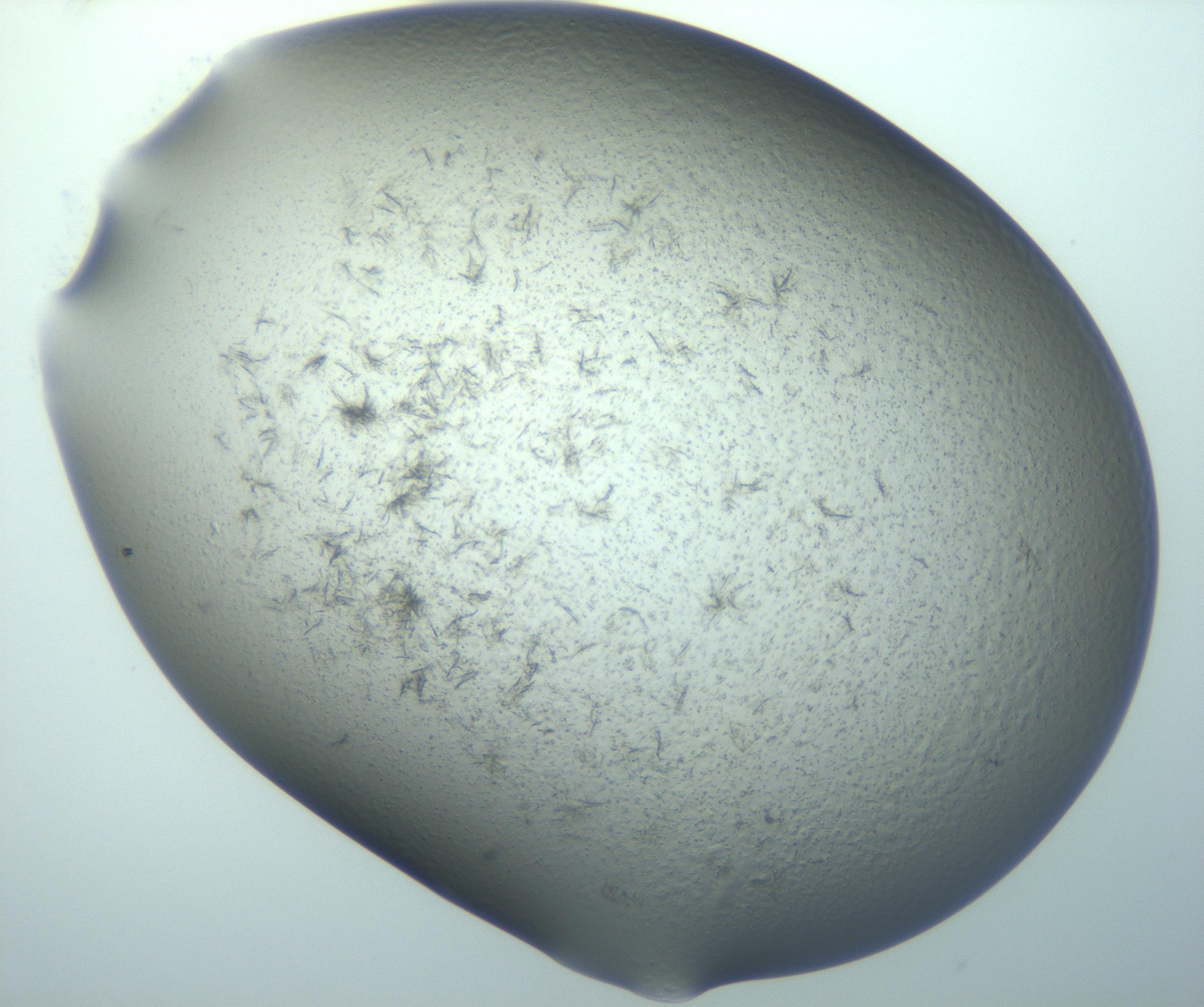 RI01_03_000_0212_Proj1_Clon1_MC_0000MC103194_007_170105_02_07_01_00_99_002_001_RAI.jpg