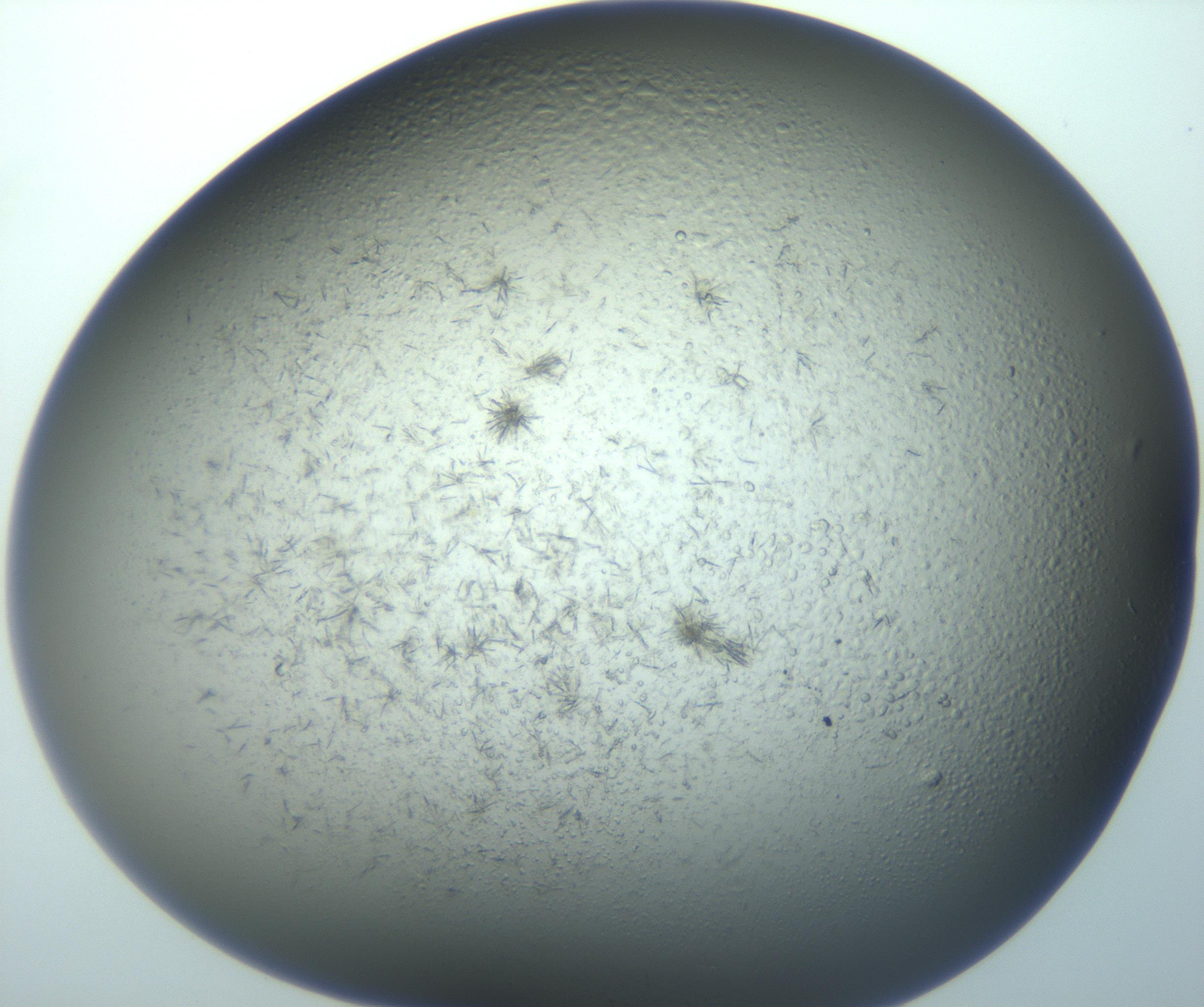 RI01_03_000_0212_Proj1_Clon1_MC_0000MC103194_007_170105_02_07_02_00_99_002_001_RAI.jpg