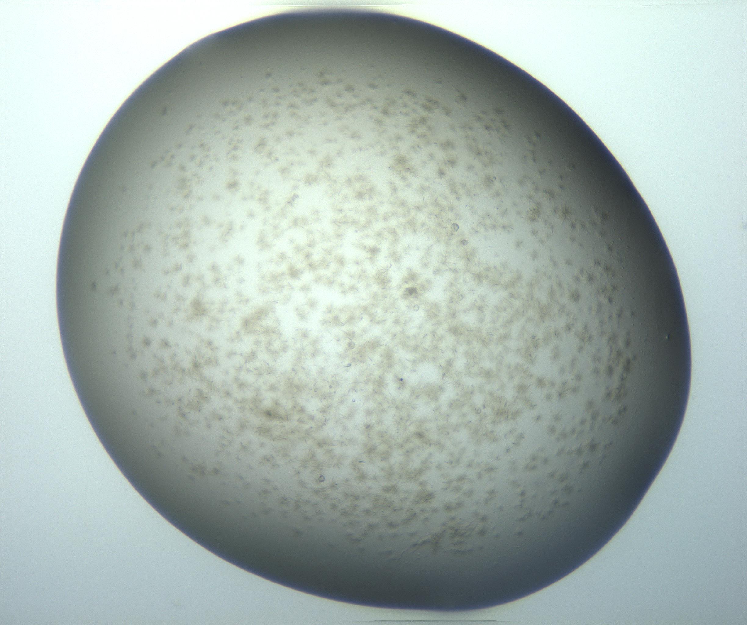 RI01_03_000_0212_Proj1_Clon1_MC_0000MC103194_007_170105_04_02_01_00_99_002_001_RAI.jpg