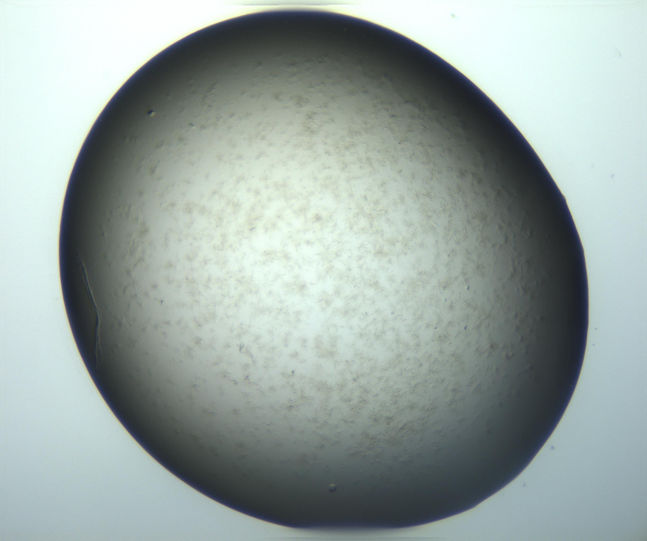 RI01_03_000_0212_Proj1_Clon1_MC_0000MC103194_007_170105_04_02_02_00_99_002_001_RAI.jpg