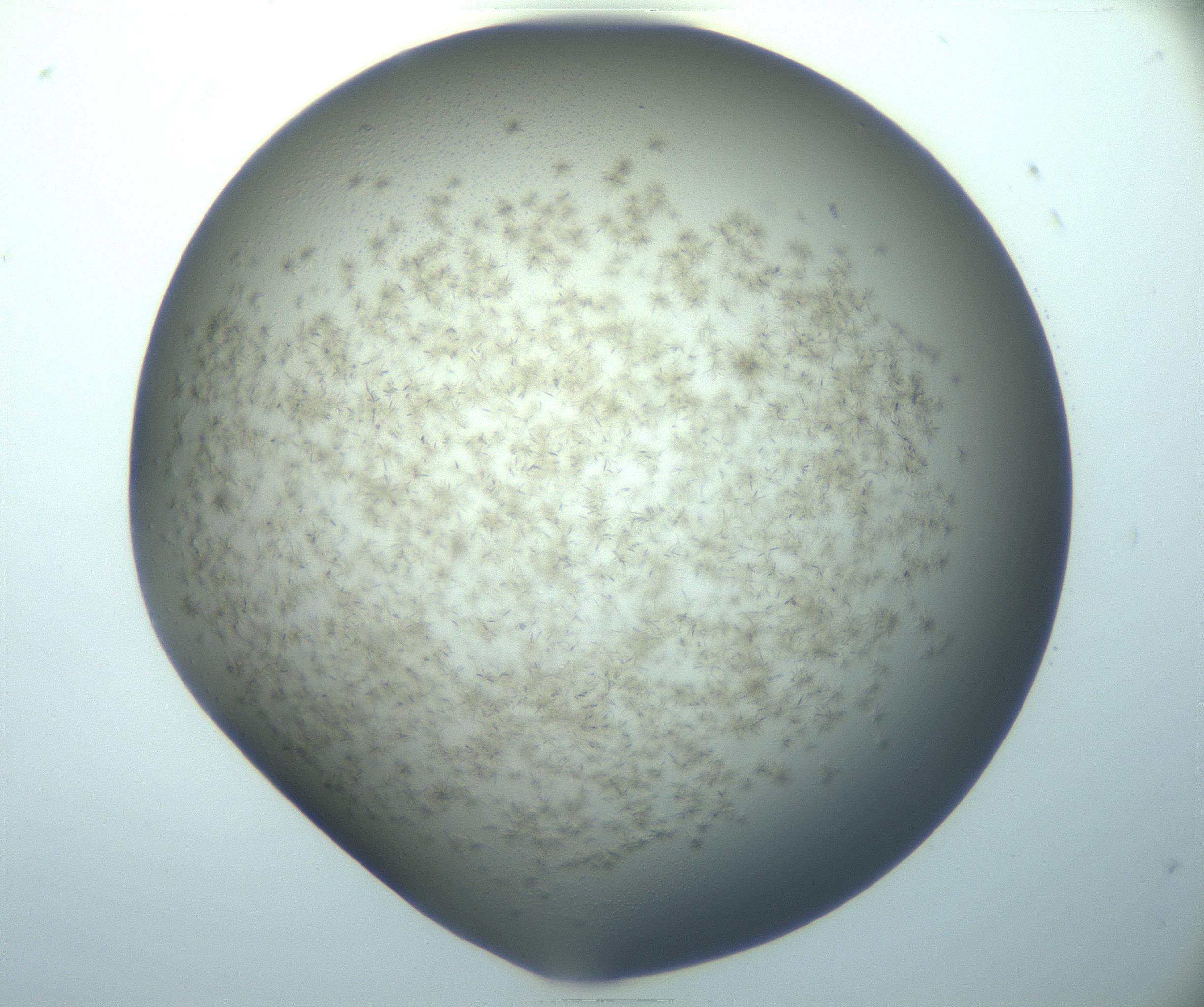 RI01_03_000_0212_Proj1_Clon1_MC_0000MC103194_007_170105_05_01_01_00_99_002_001_RAI.jpg