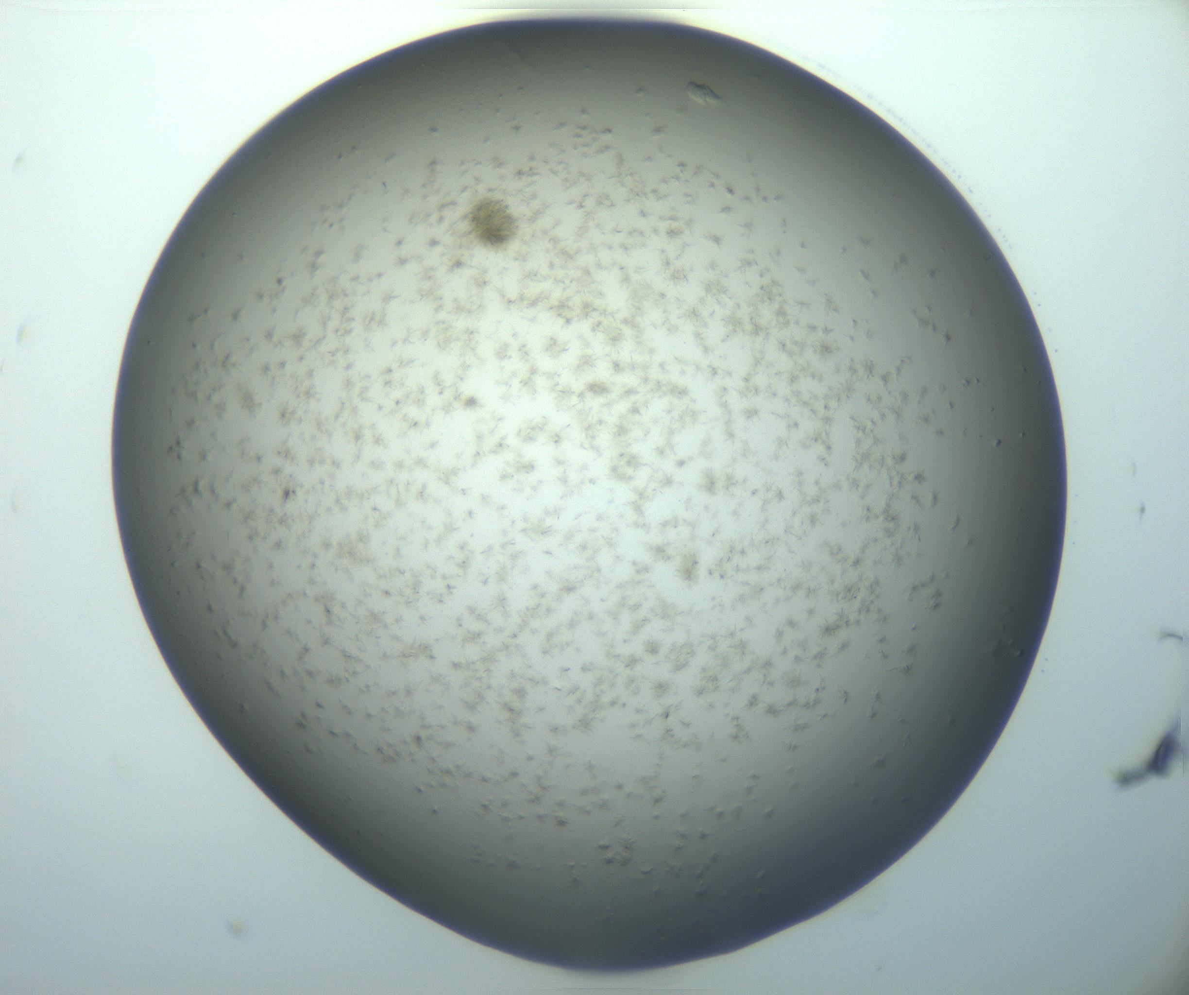 RI01_03_000_0212_Proj1_Clon1_MC_0000MC103194_007_170105_05_01_02_00_99_002_001_RAI.jpg
