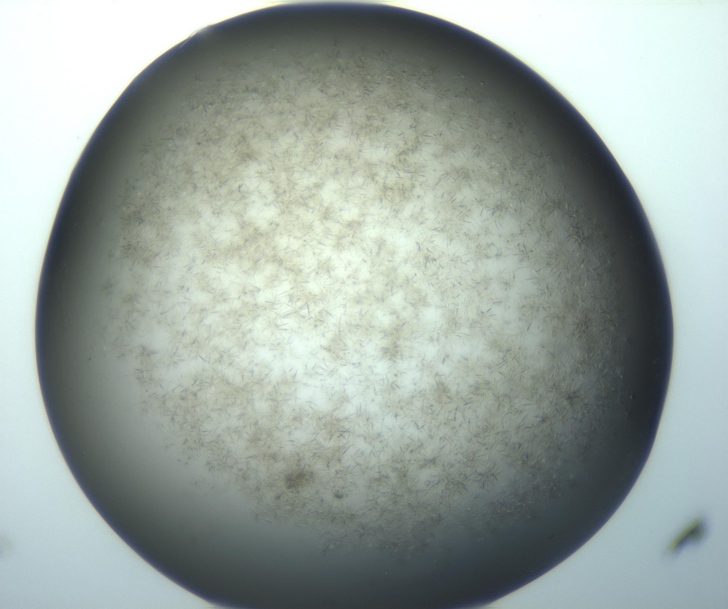 RI01_03_000_0212_Proj1_Clon1_MC_0000MC103194_007_170105_06_03_01_00_99_002_001_RAI.jpg