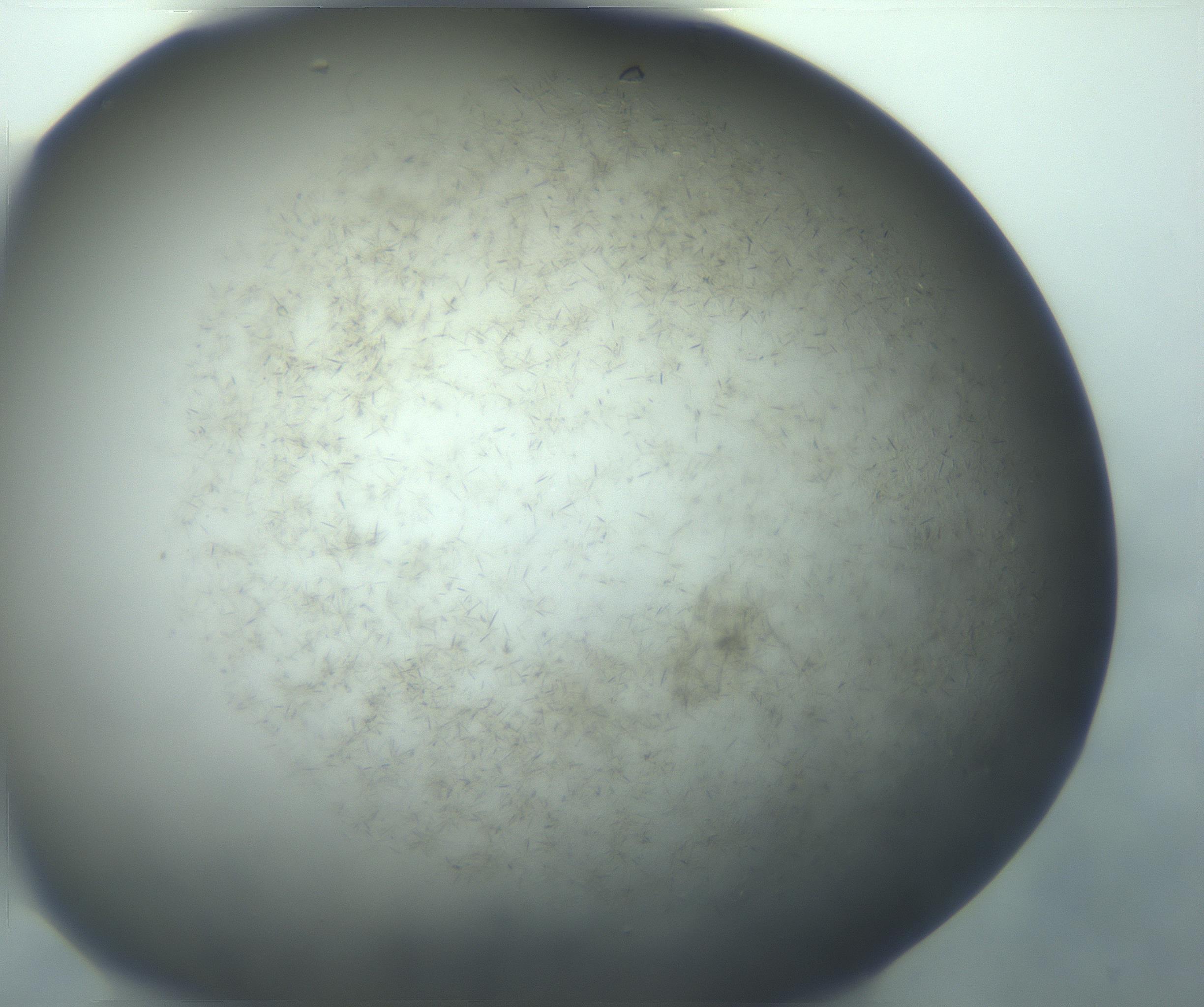 RI01_03_000_0212_Proj1_Clon1_MC_0000MC103194_007_170105_06_03_02_00_99_002_001_RAI.jpg