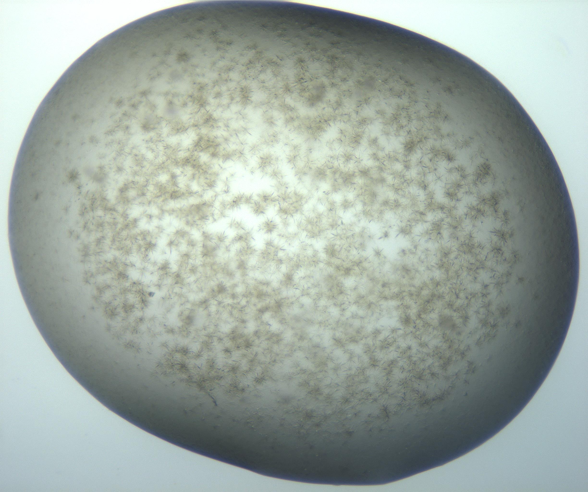 RI01_03_000_0212_Proj1_Clon1_MC_0000MC103194_007_170105_07_04_01_00_99_002_001_RAI.jpg