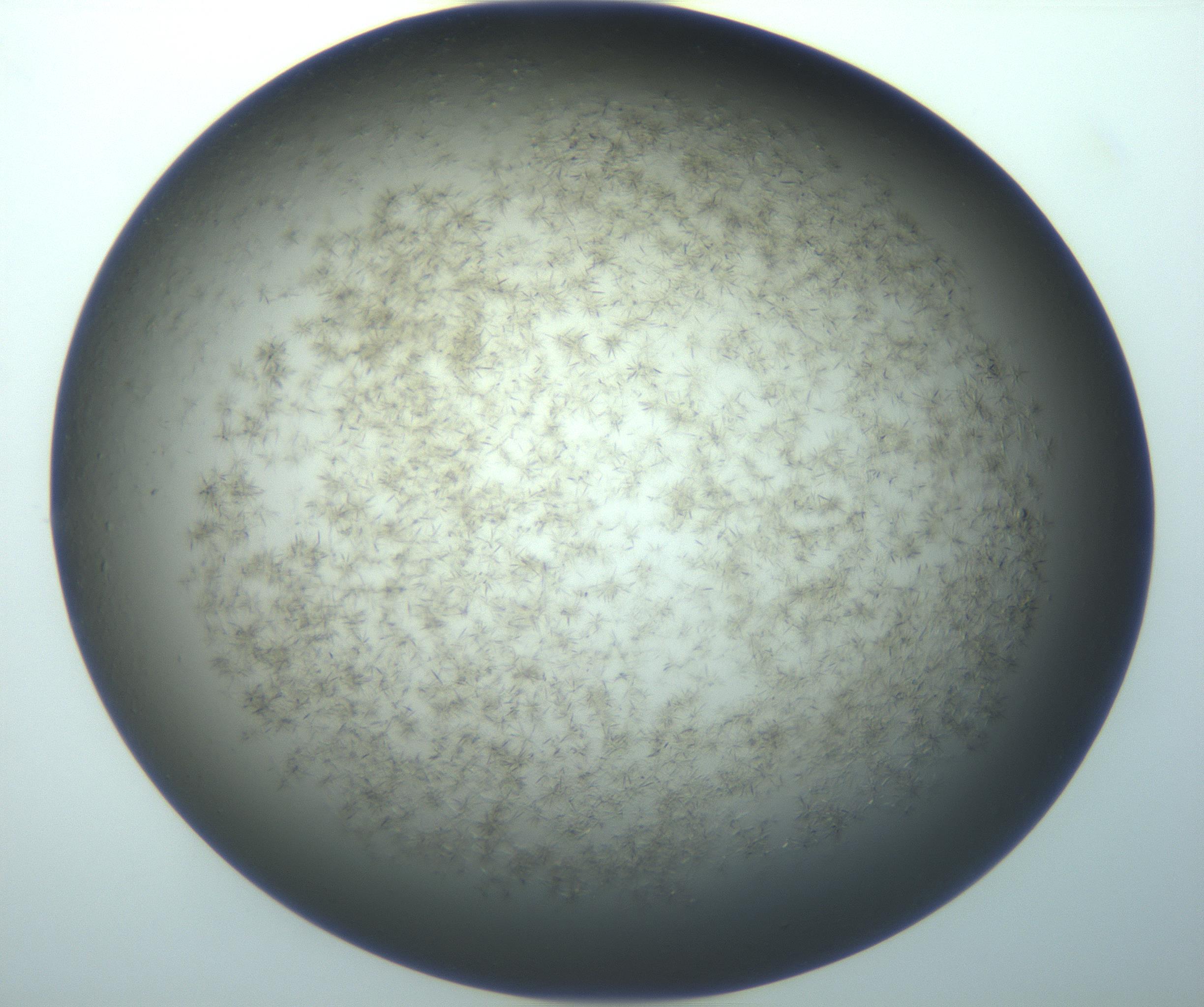 RI01_03_000_0212_Proj1_Clon1_MC_0000MC103194_007_170105_07_04_02_00_99_002_001_RAI.jpg