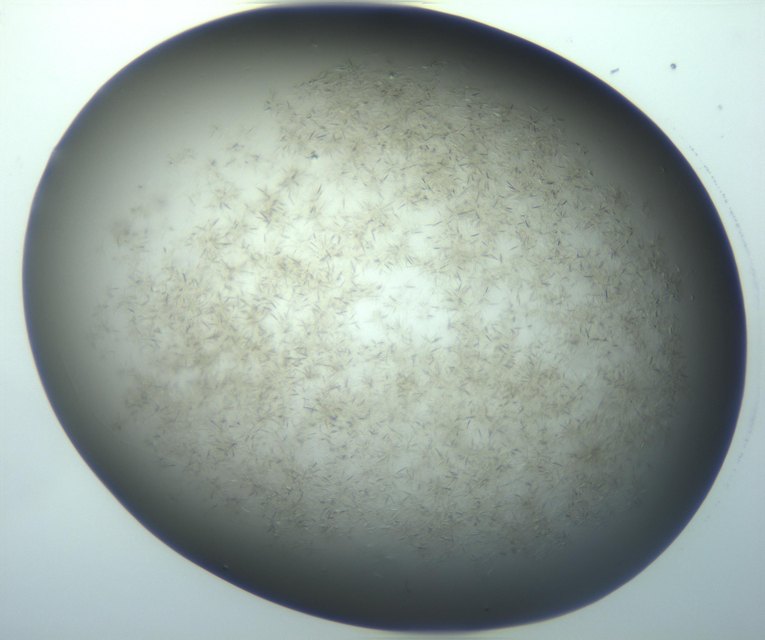 RI01_03_000_0212_Proj1_Clon1_MC_0000MC103194_007_170105_08_04_01_00_99_002_001_RAI.jpg