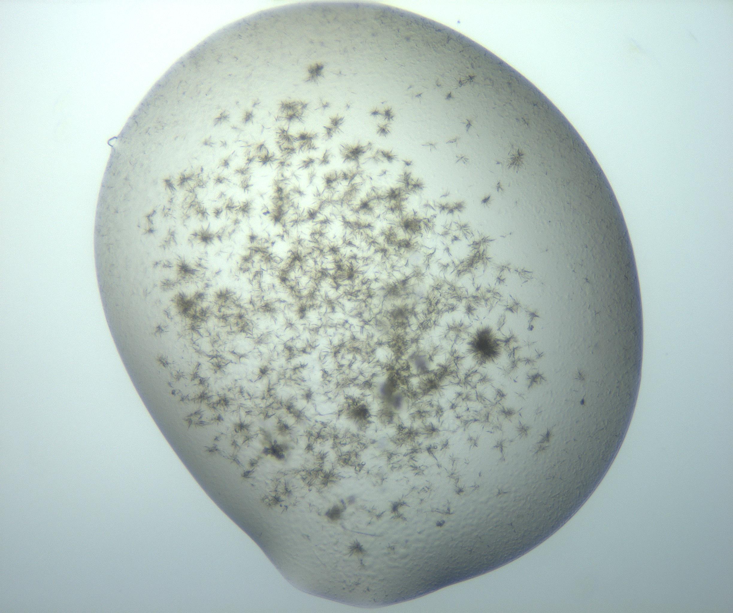 RI01_03_000_0212_Proj1_Clon1_MC_0000MC103194_007_170105_08_05_01_00_99_002_001_RAI.jpg