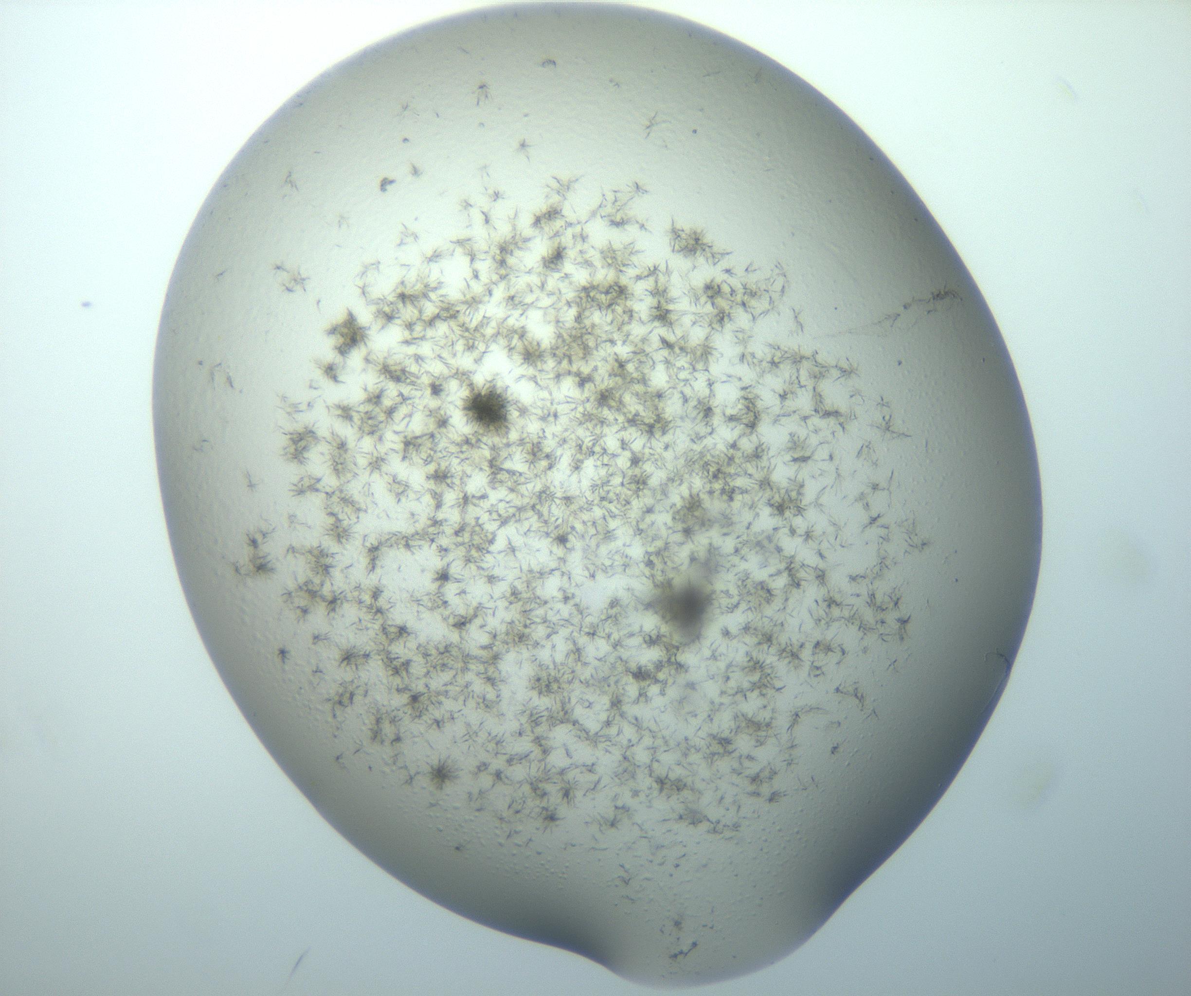RI01_03_000_0212_Proj1_Clon1_MC_0000MC103194_007_170105_08_05_02_00_99_002_001_RAI.jpg