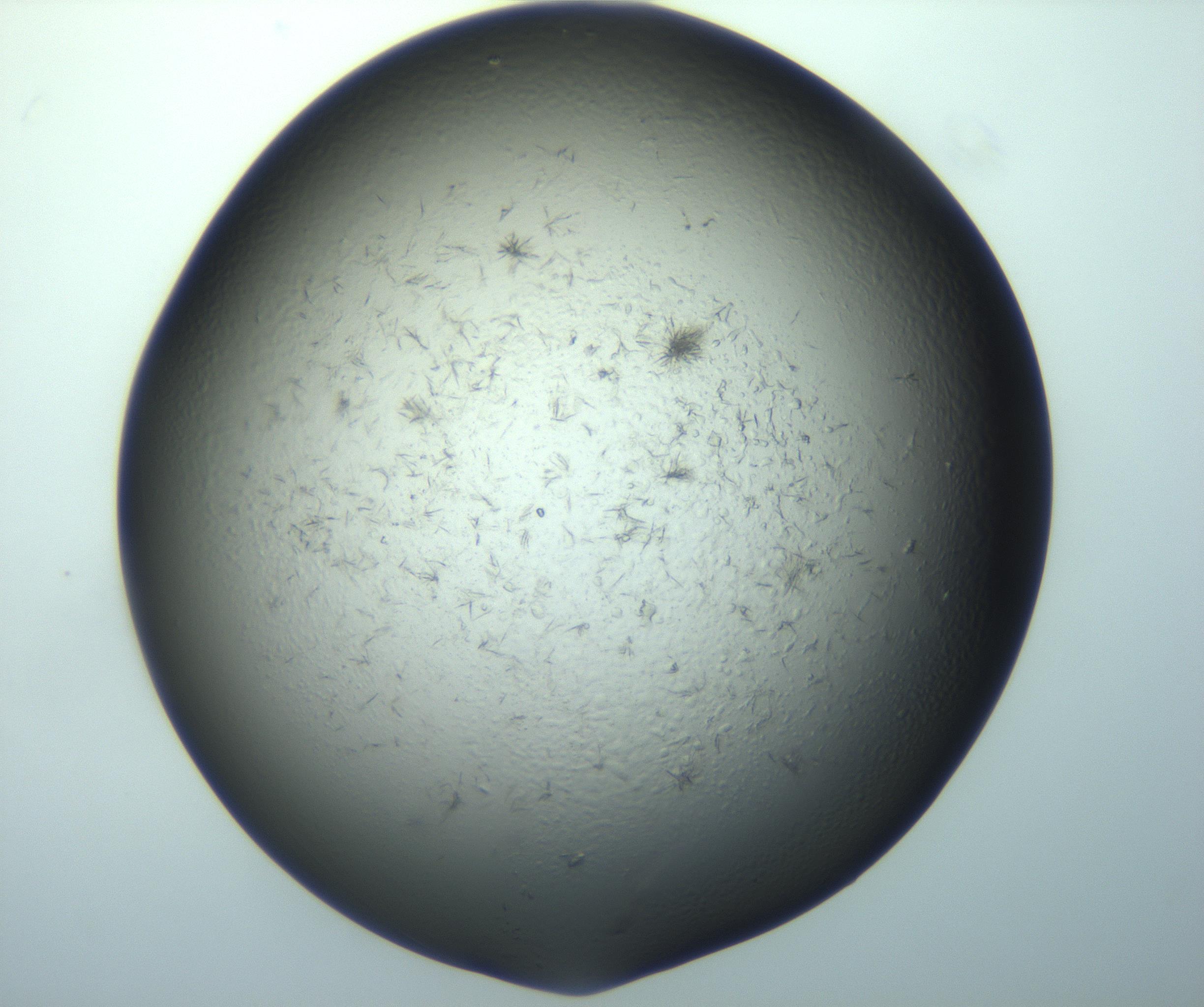 RI01_03_000_0212_Proj1_Clon1_MC_0000MC103194_007_170105_10_05_01_00_99_002_001_RAI.jpg