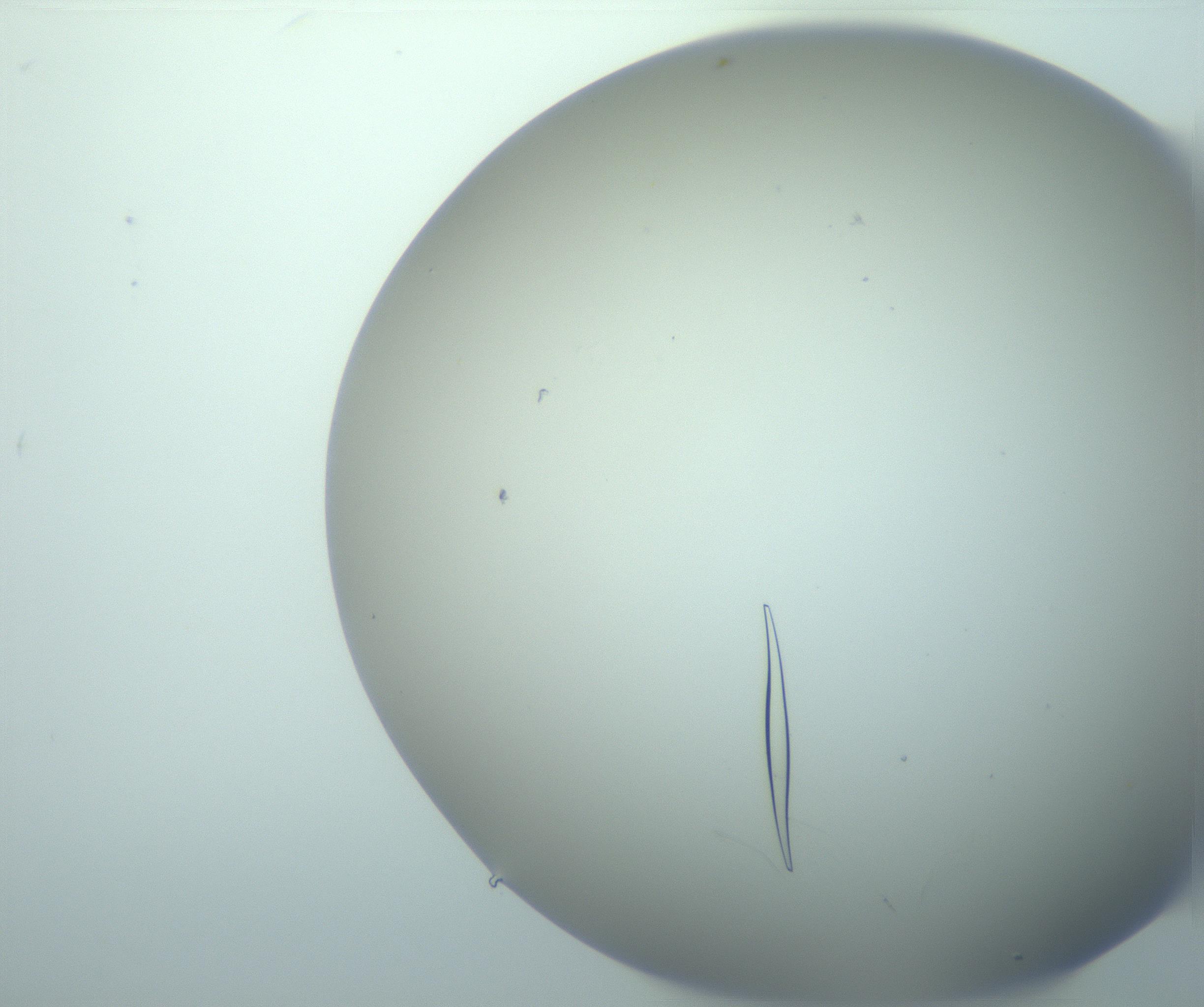 RI01_03_000_0212_Proj1_Clon1_MC_0000MC103195_002_161223_03_06_02_00_99_002_001_RAI.jpg