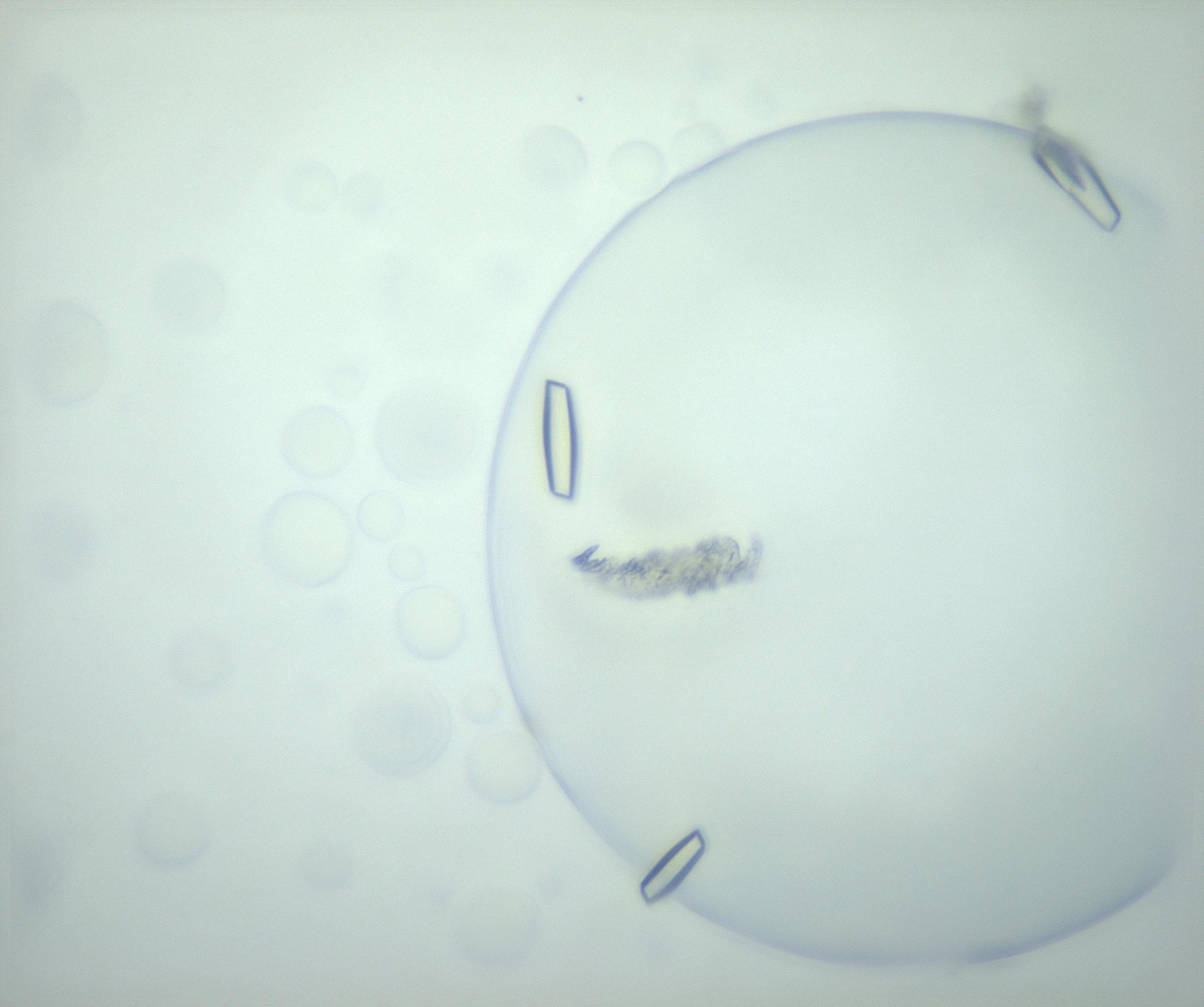 RI01_03_000_0212_Proj1_Clon1_MC_0000MC103195_002_161223_05_07_01_00_99_002_001_RAI.jpg