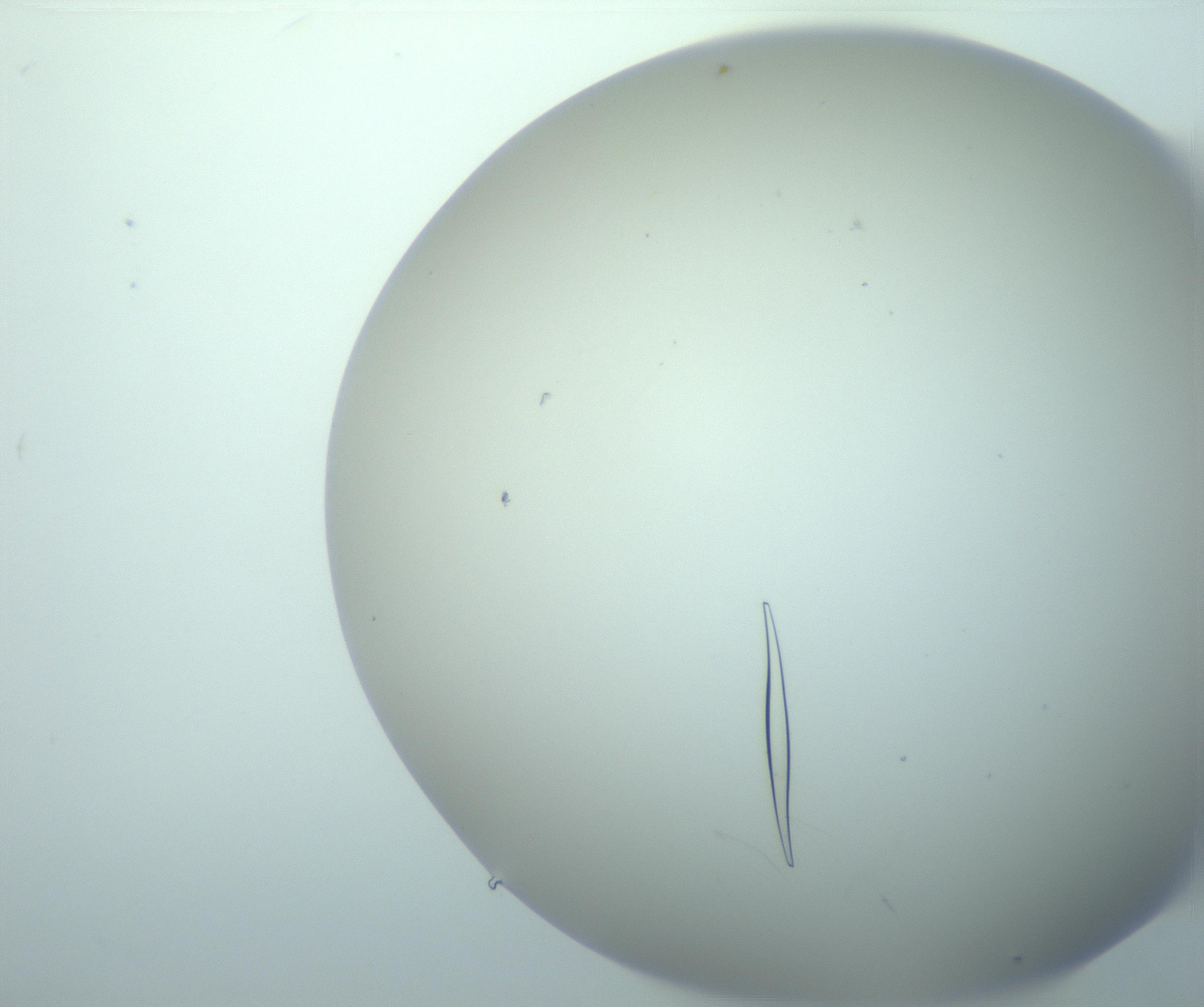 RI01_03_000_0212_Proj1_Clon1_MC_0000MC103195_005_161229_03_06_02_00_99_002_001_RAI.jpg