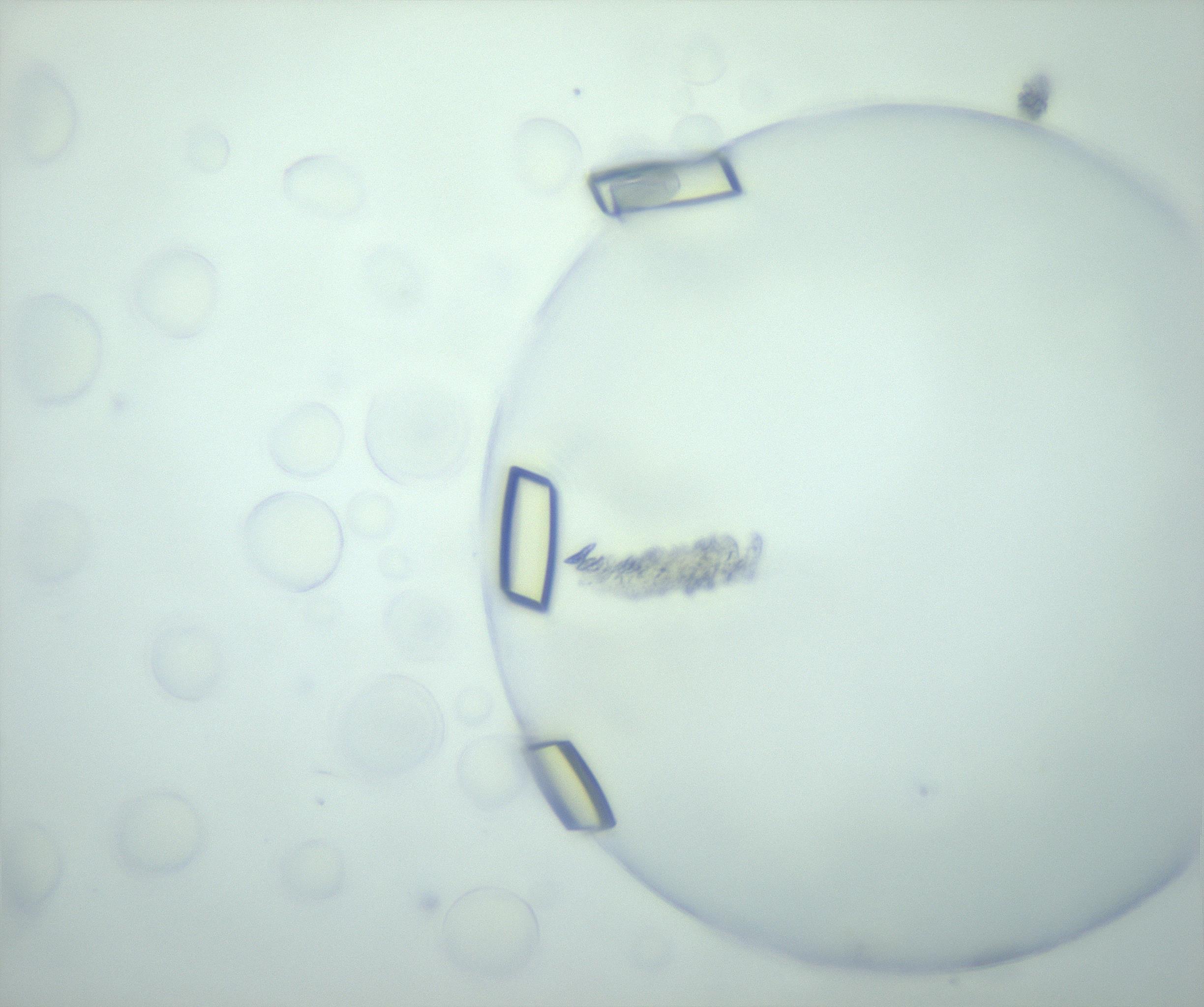 RI01_03_000_0212_Proj1_Clon1_MC_0000MC103195_005_161229_05_07_01_00_99_002_001_RAI.jpg