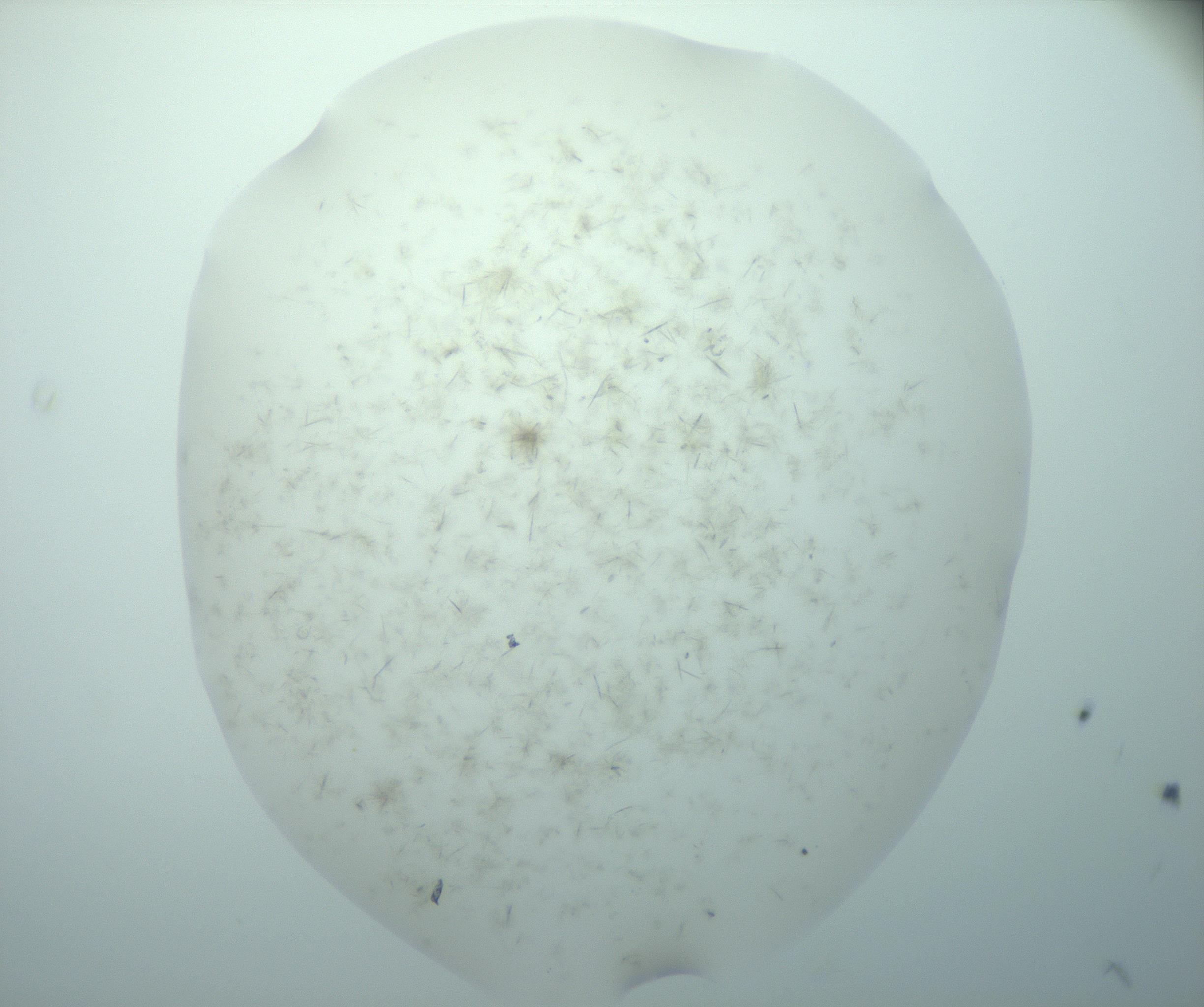 RI01_03_000_0212_Proj1_Clon1_MC_0000MC103195_007_170105_01_08_01_00_99_002_001_RAI.jpg