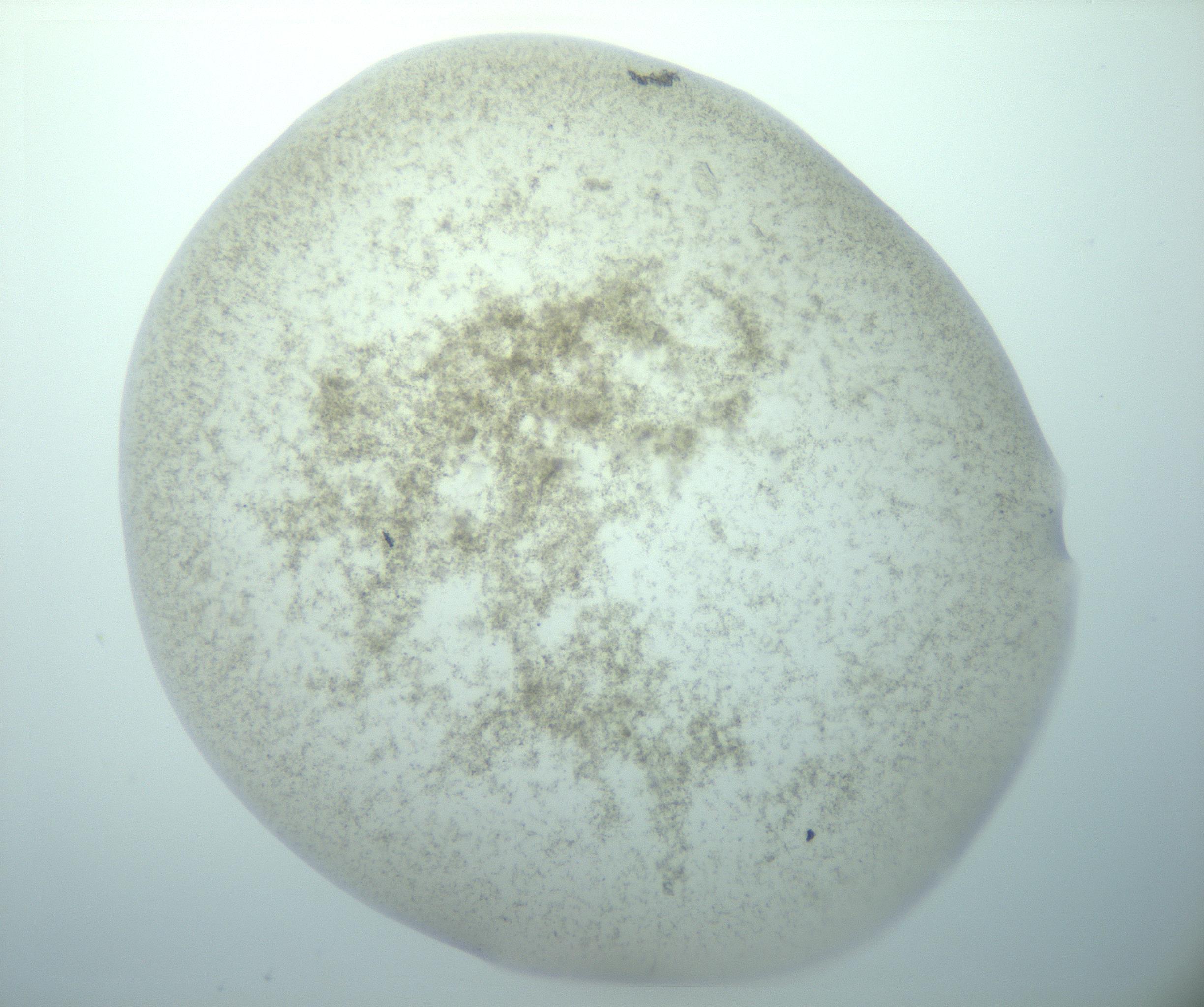 RI01_03_000_0212_Proj1_Clon1_MC_0000MC103195_010_170126_01_03_02_00_99_002_001_RAI.jpg