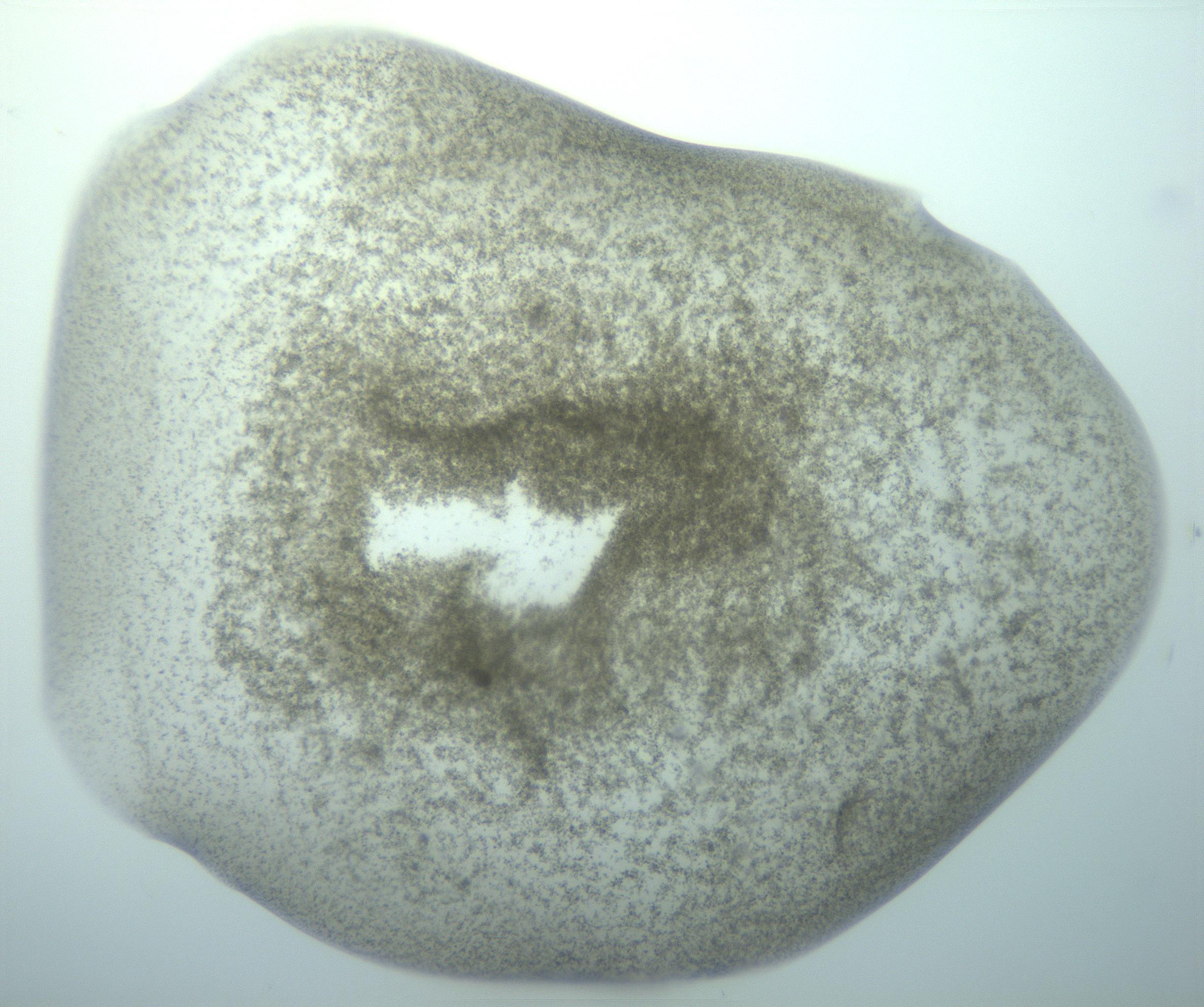RI01_03_000_0212_Proj1_Clon1_MC_0000MC103195_010_170126_01_05_01_00_99_002_001_RAI.jpg