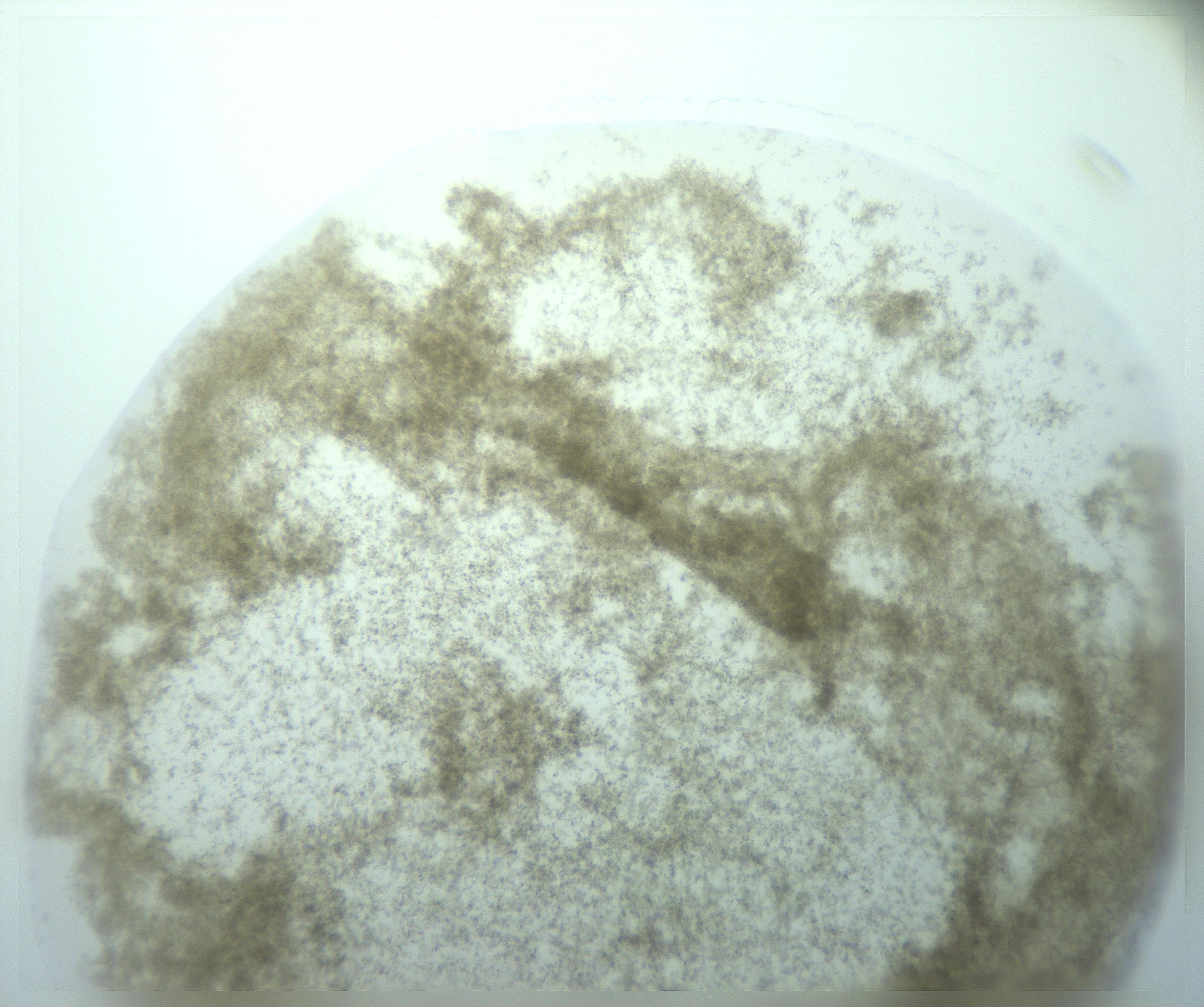 RI01_03_000_0212_Proj1_Clon1_MC_0000MC103195_010_170126_04_04_01_00_99_002_001_RAI.jpg